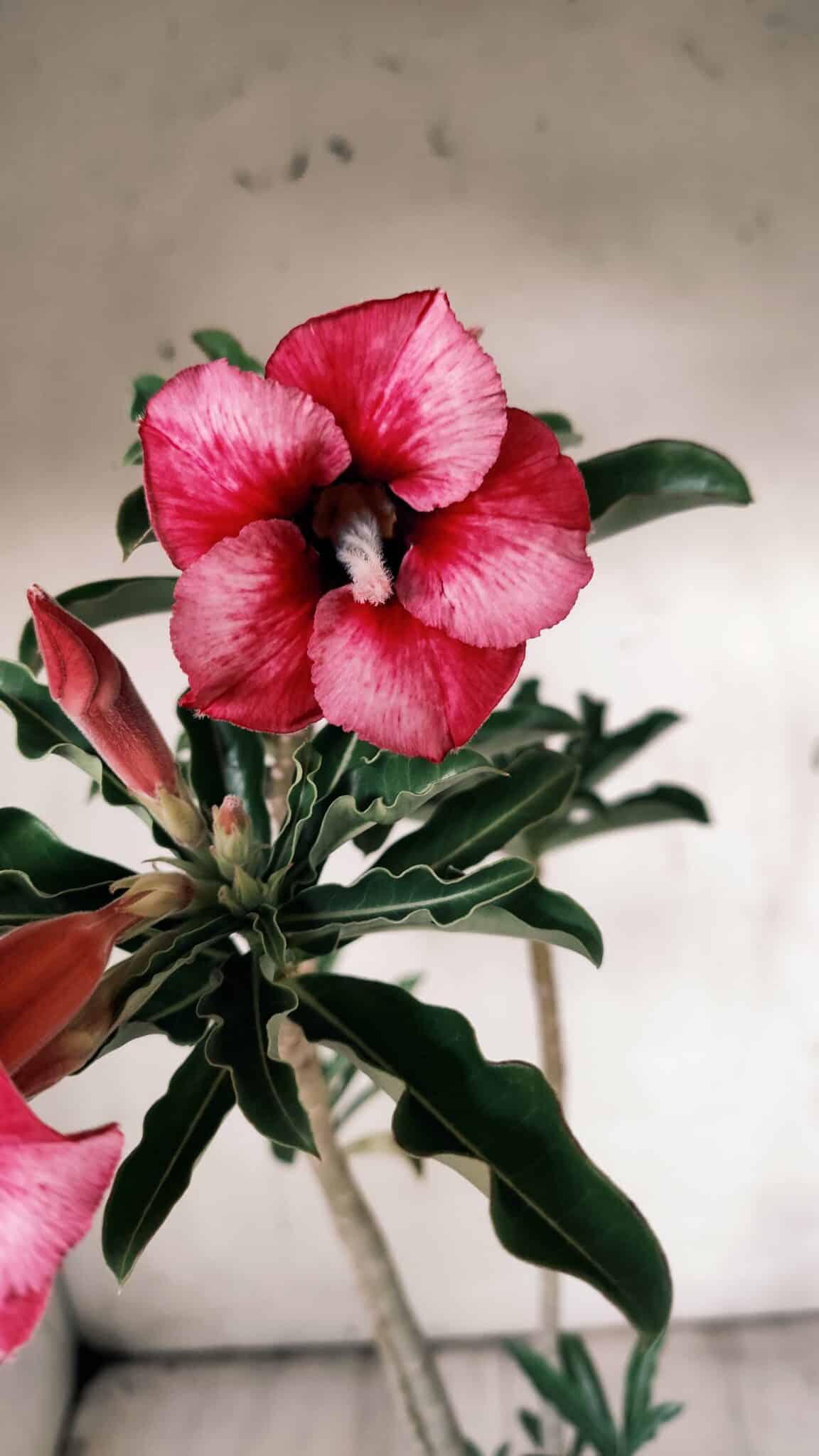 Planta Simples 2850  – 40cm – 03 anos