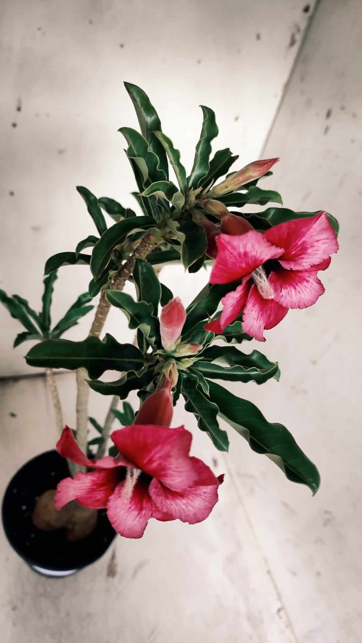 Planta Simples 2850  – 40cm – 03 anos