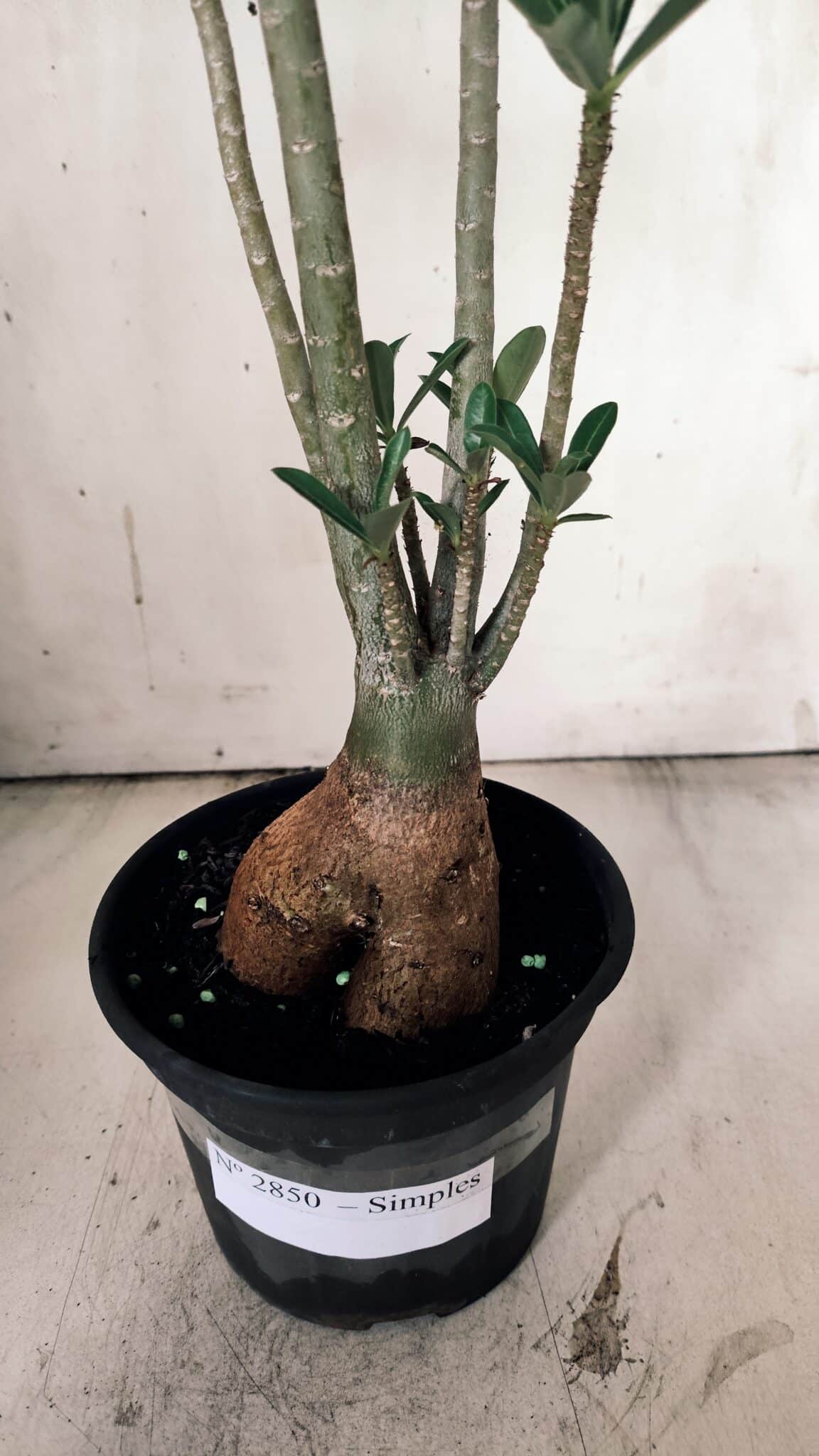Planta Simples 2850  – 40cm – 03 anos
