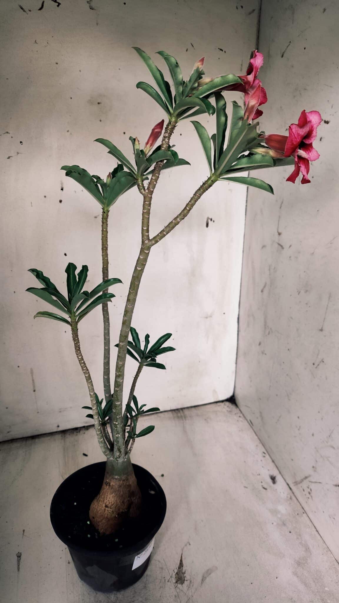 Planta Simples 2850  – 40cm – 03 anos
