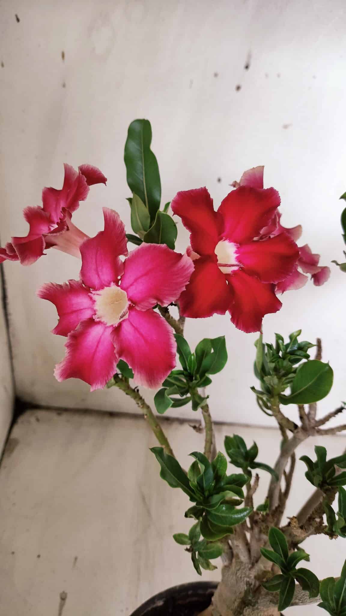 Planta Simples 2851  – 30cm – 03 anos