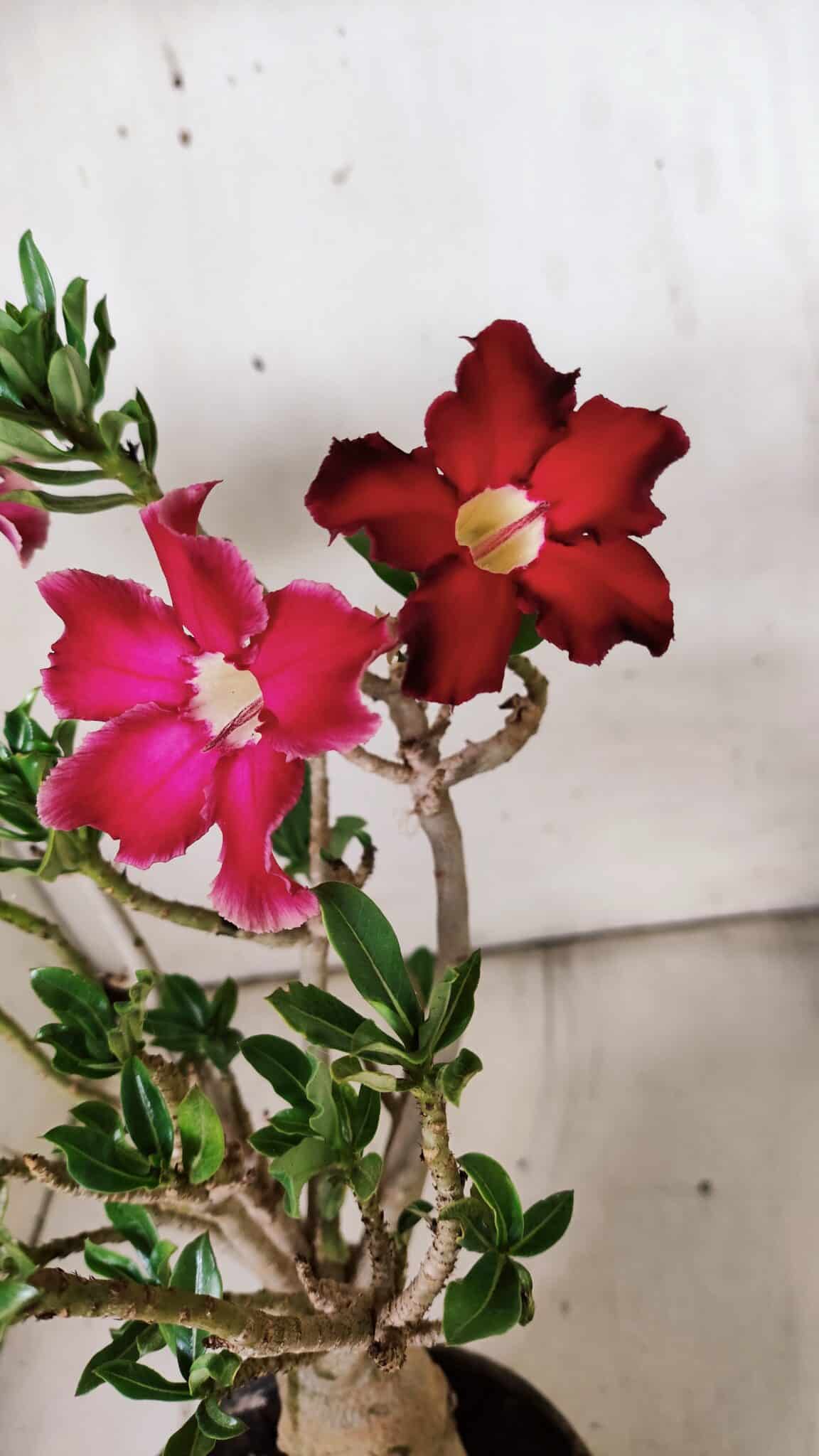 Planta Simples 2851  – 30cm – 03 anos