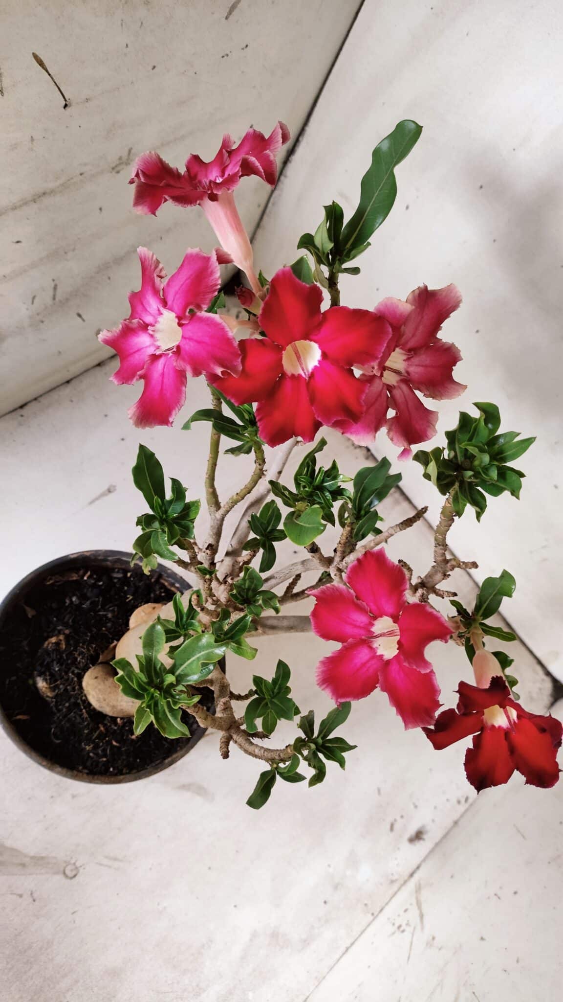 Planta Simples 2851  – 30cm – 03 anos