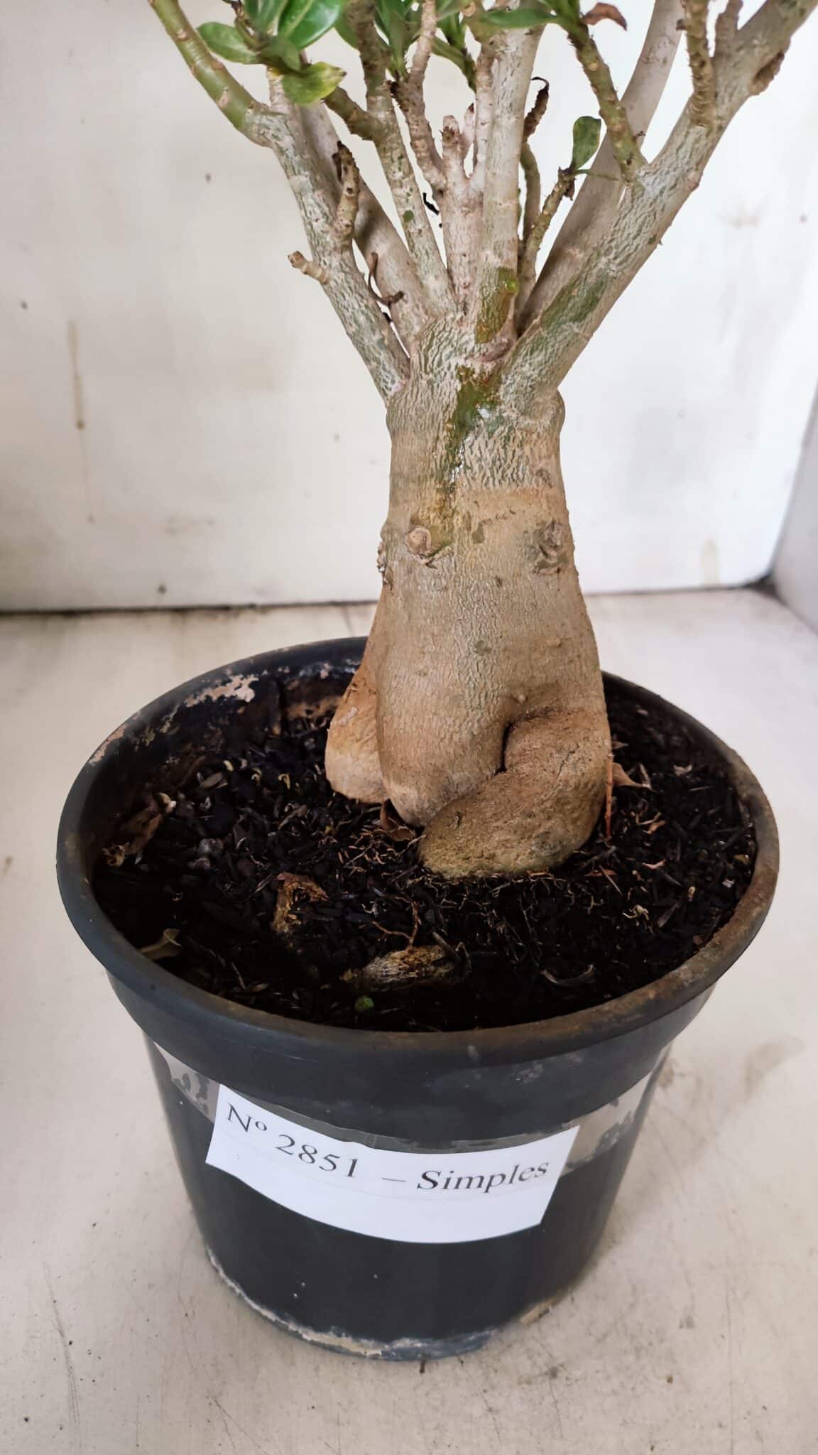 Planta Simples 2851  – 30cm – 03 anos
