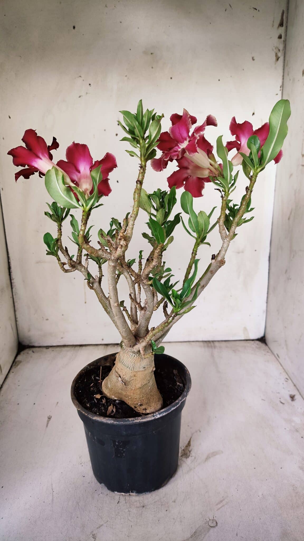 Planta Simples 2851  – 30cm – 03 anos