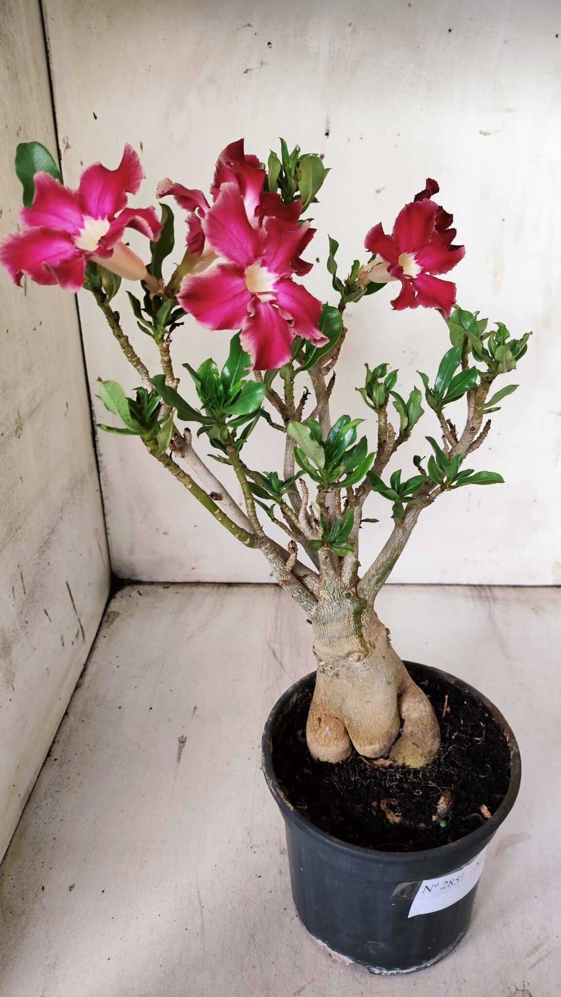Planta Simples 2851  – 30cm – 03 anos