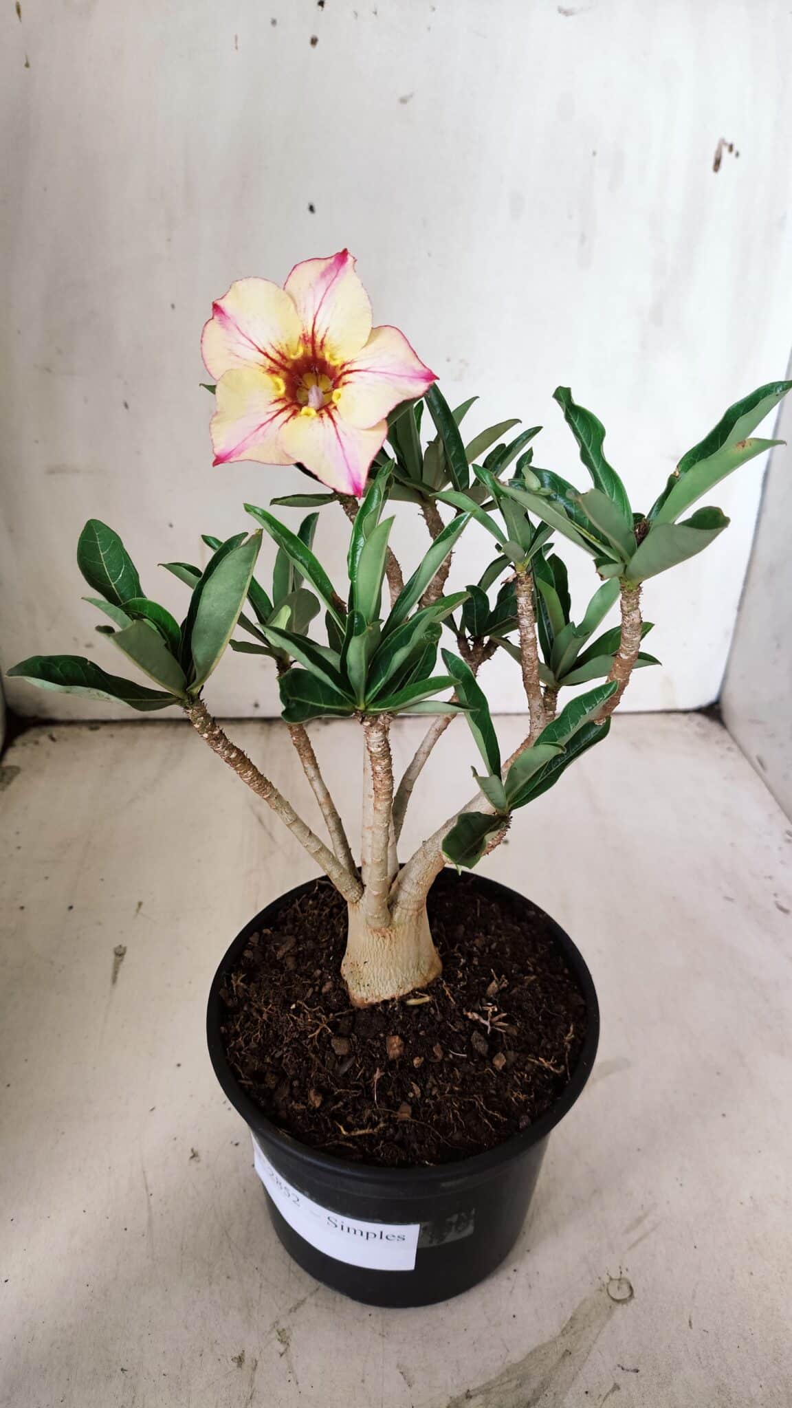 Planta Simples 2852  – 25cm – 02 anos