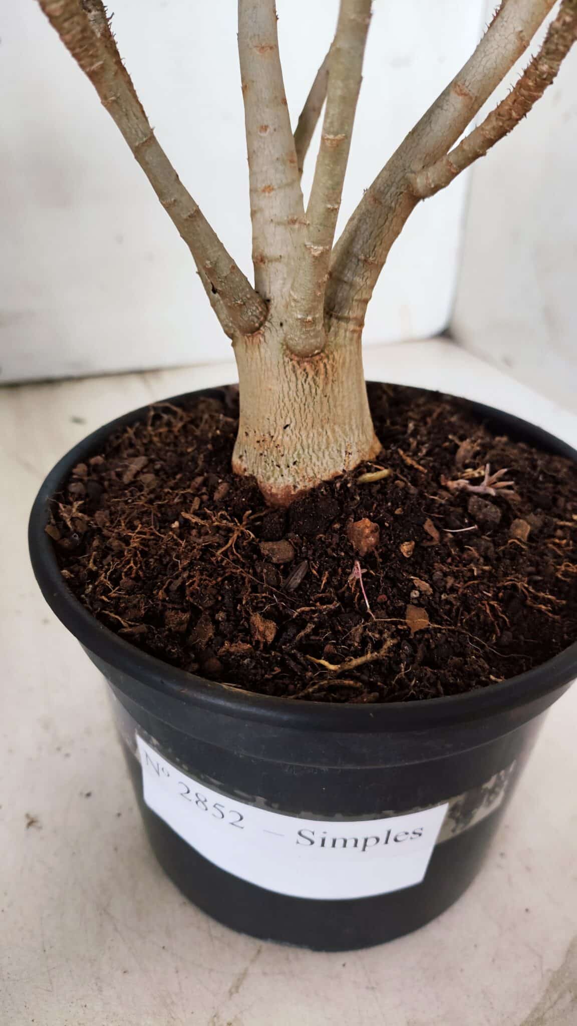Planta Simples 2852  – 25cm – 02 anos