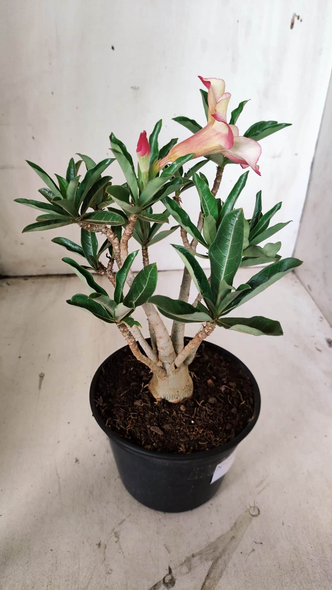 Planta Simples 2852  – 25cm – 02 anos
