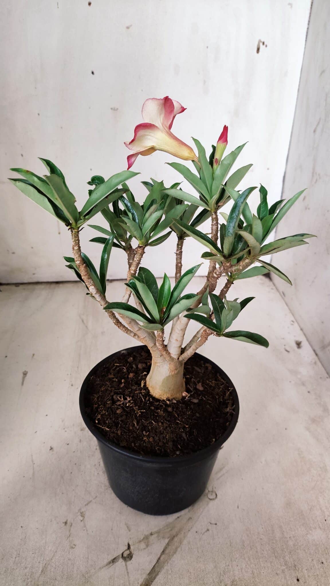 Planta Simples 2852  – 25cm – 02 anos