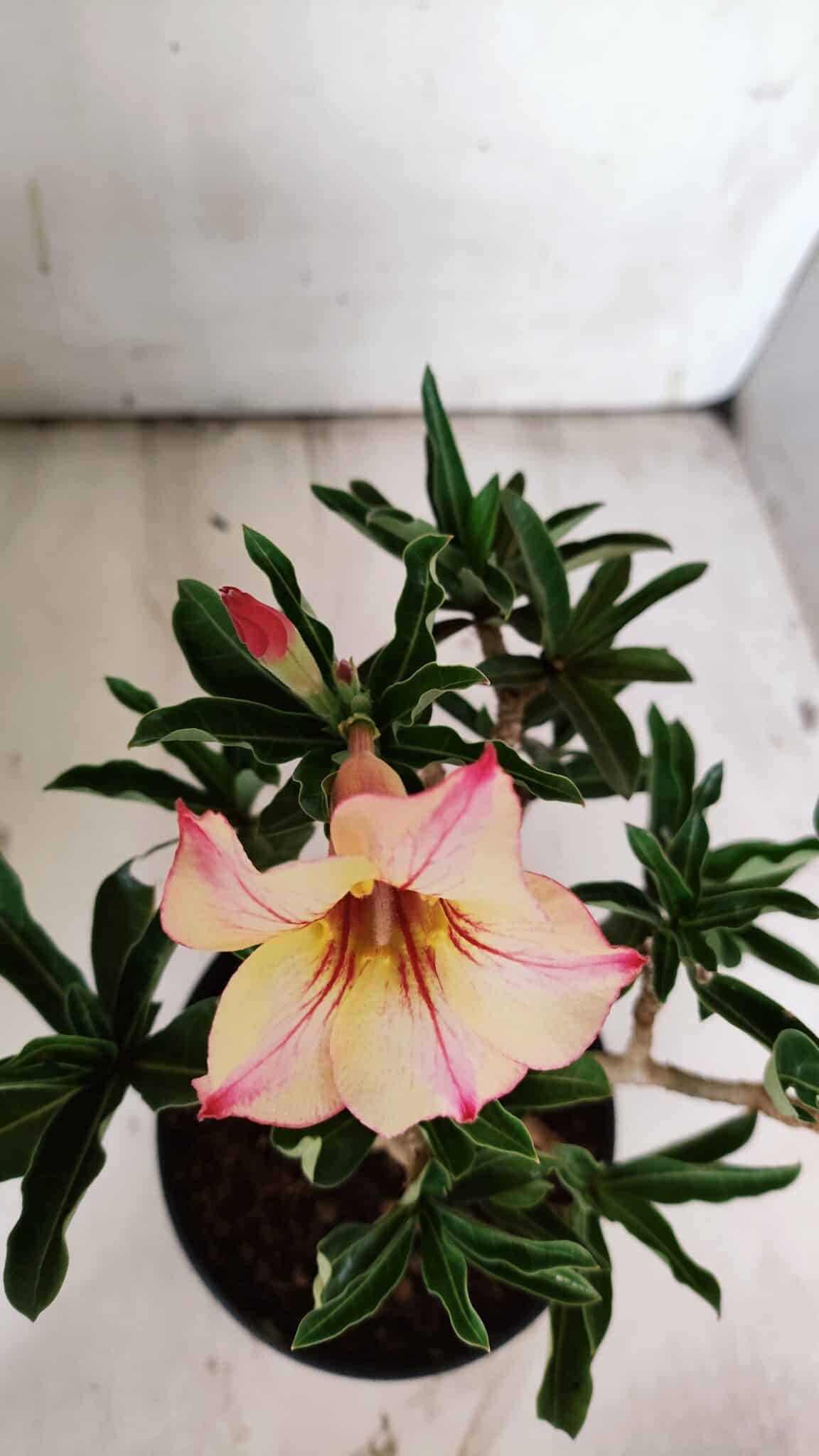 Planta Simples 2852  – 25cm – 02 anos