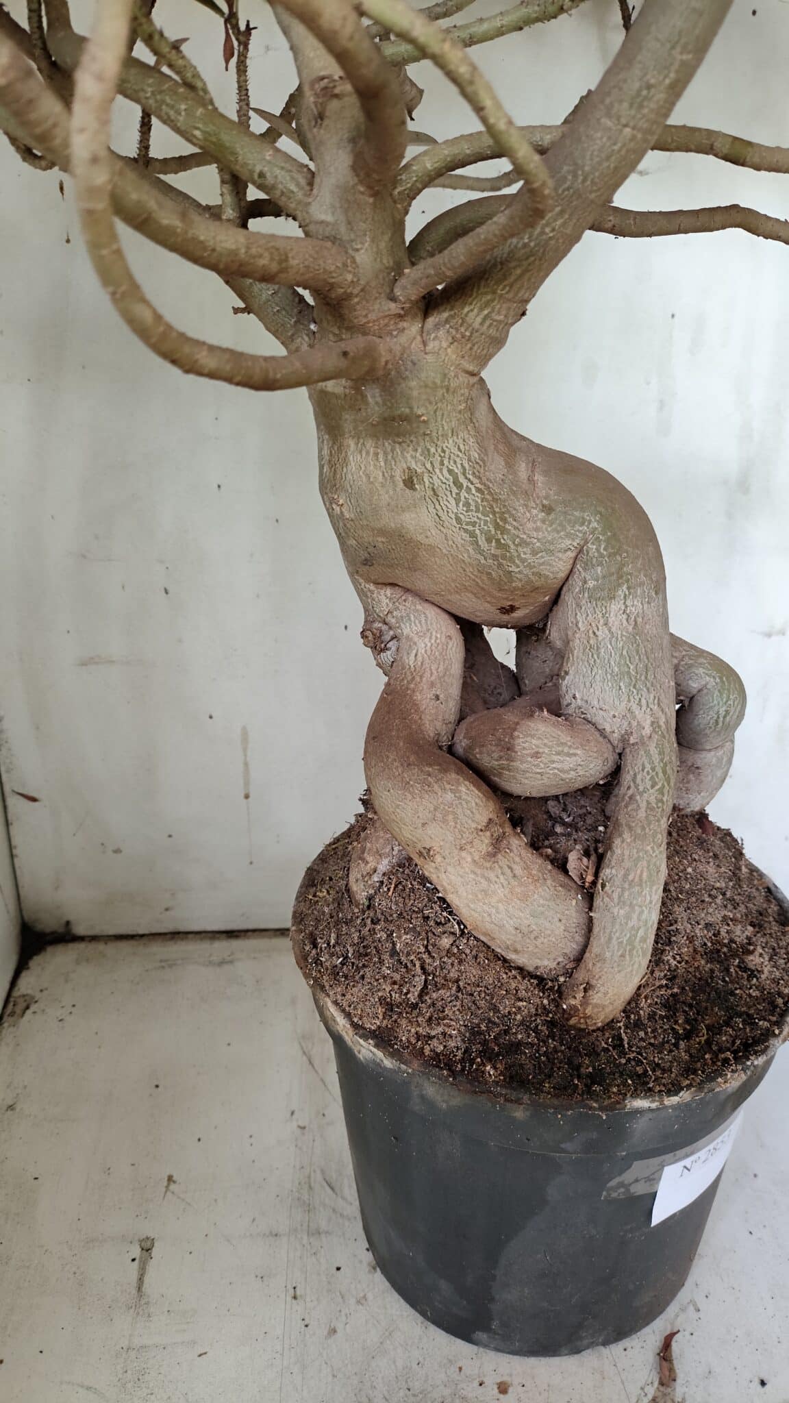 Planta Simples 2853  – 65cm – 06 anos