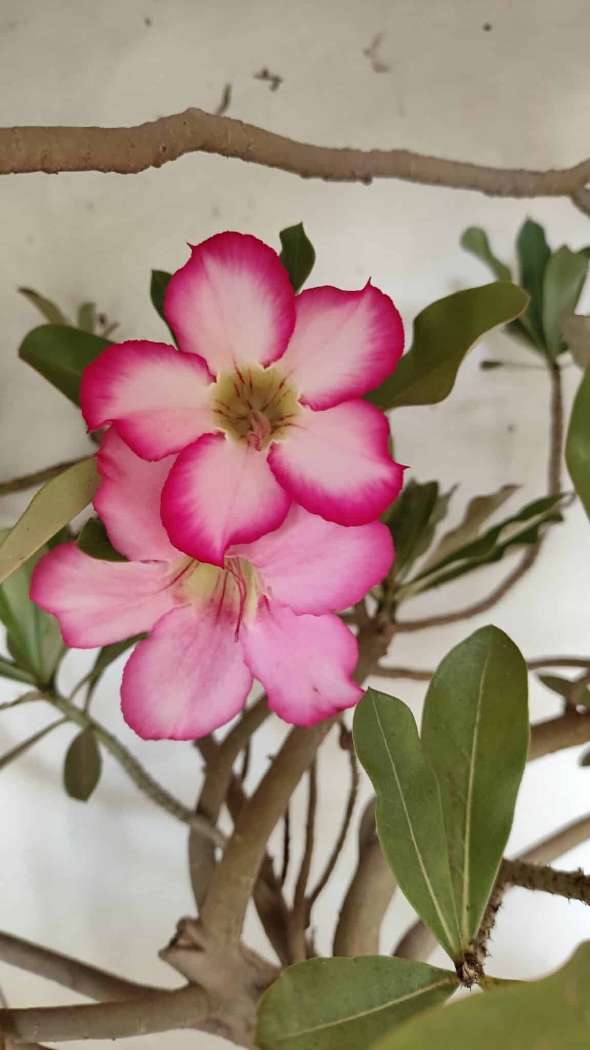 Planta Simples 2853  – 65cm – 06 anos