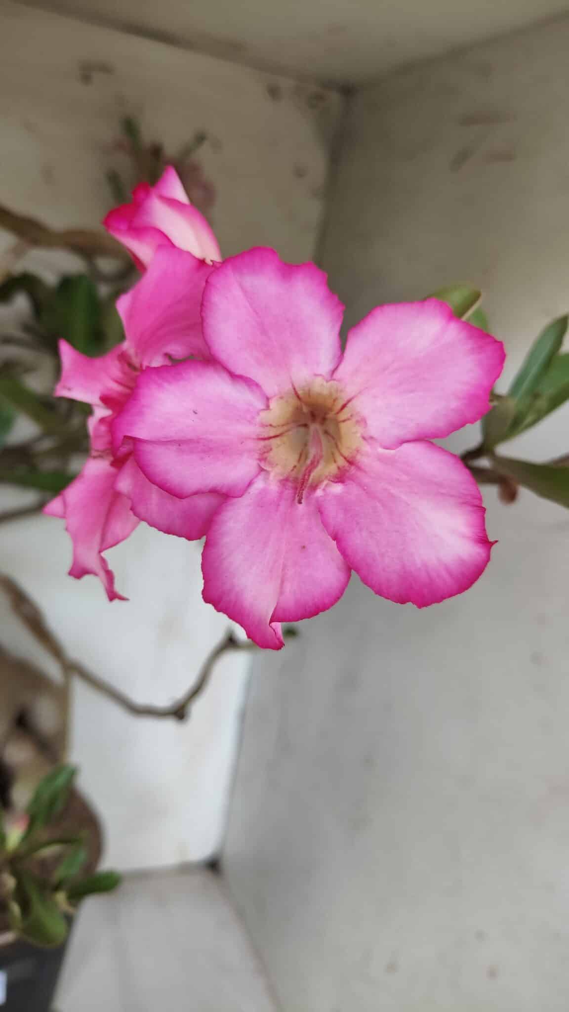 Planta Simples 2853  – 65cm – 06 anos