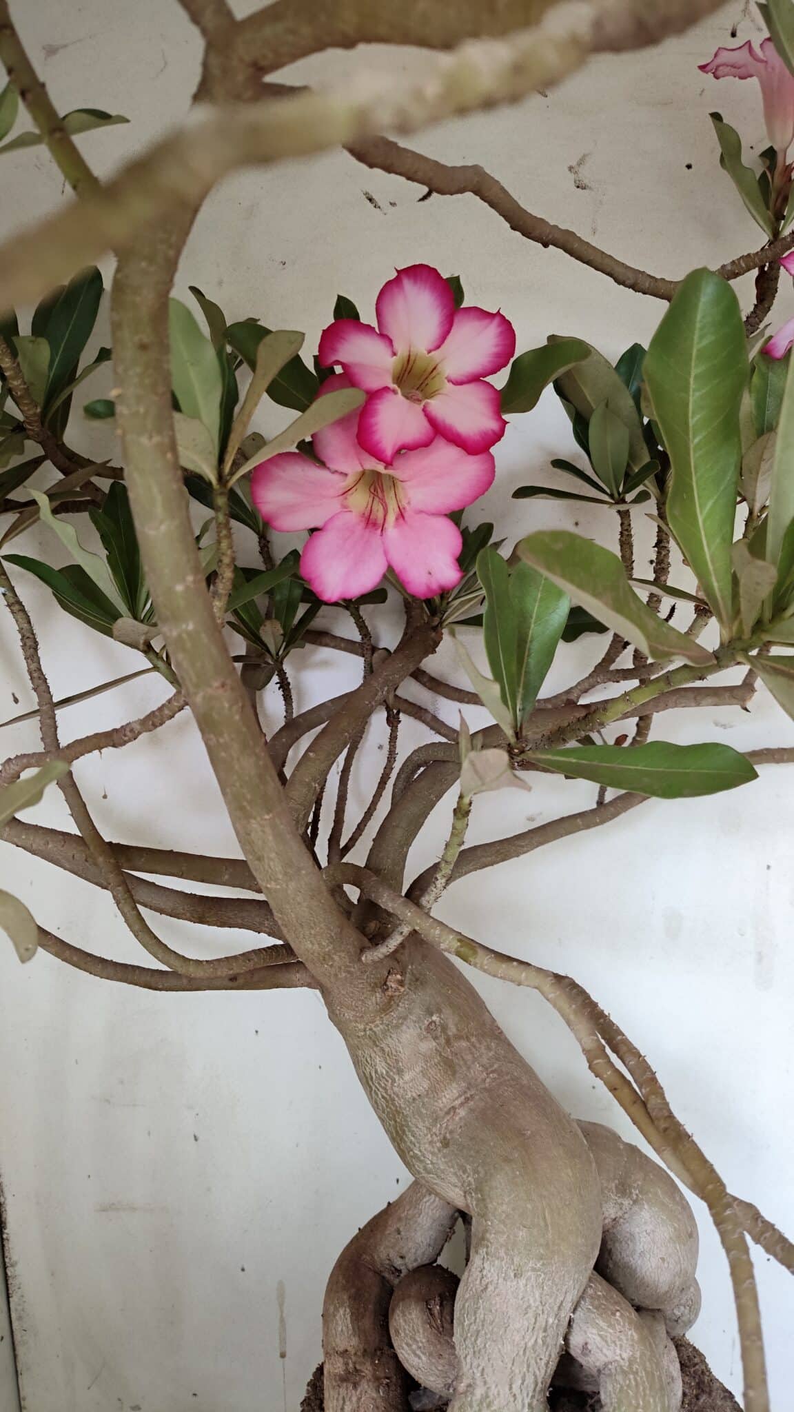 Planta Simples 2853  – 65cm – 06 anos