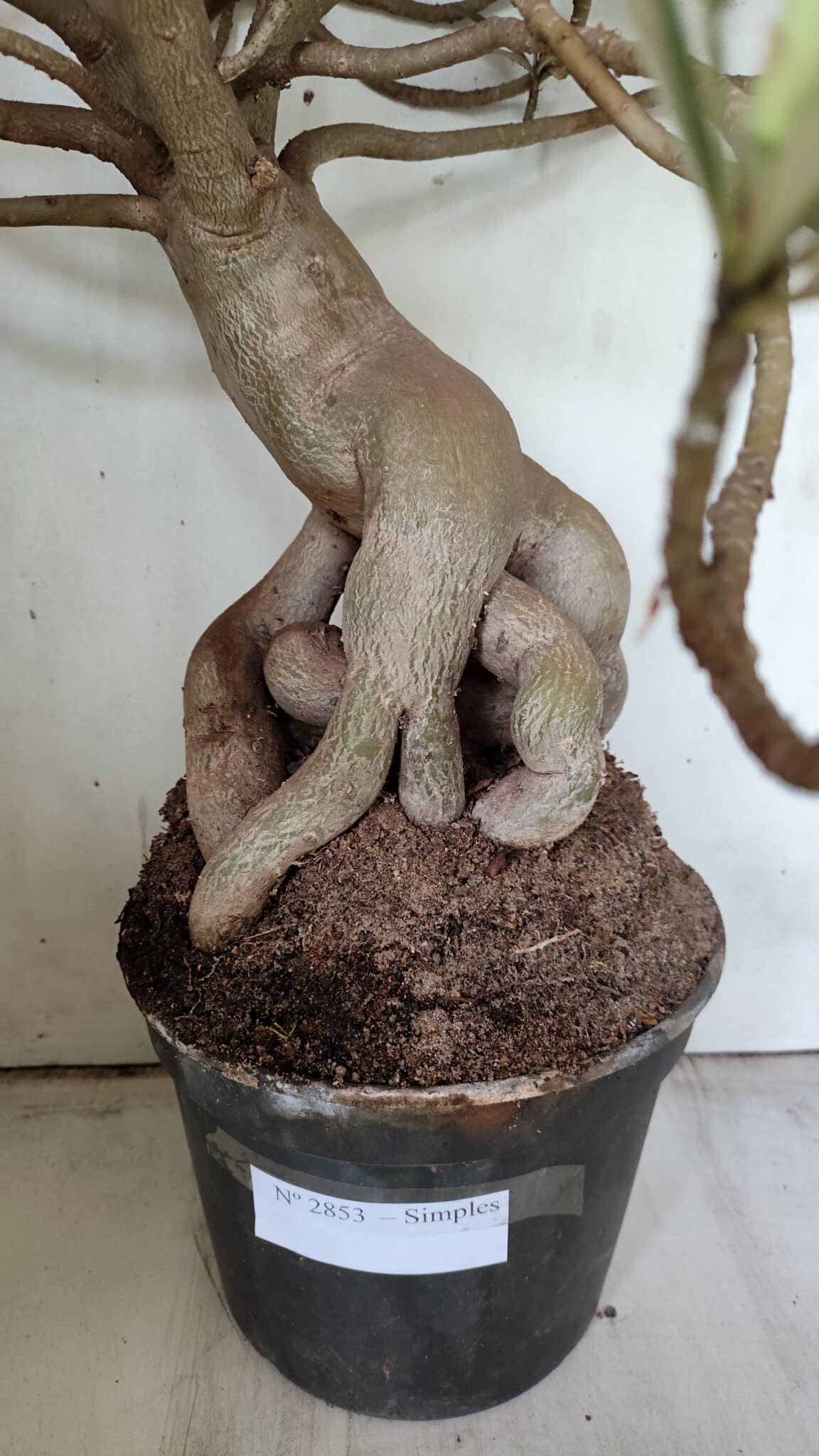 Planta Simples 2853  – 65cm – 06 anos