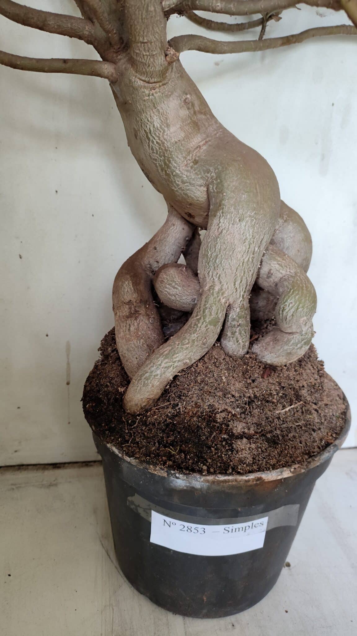 Planta Simples 2853  – 65cm – 06 anos