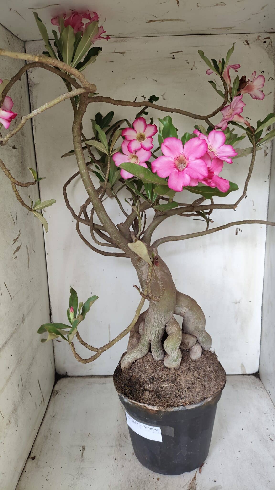 Planta Simples 2853  – 65cm – 06 anos