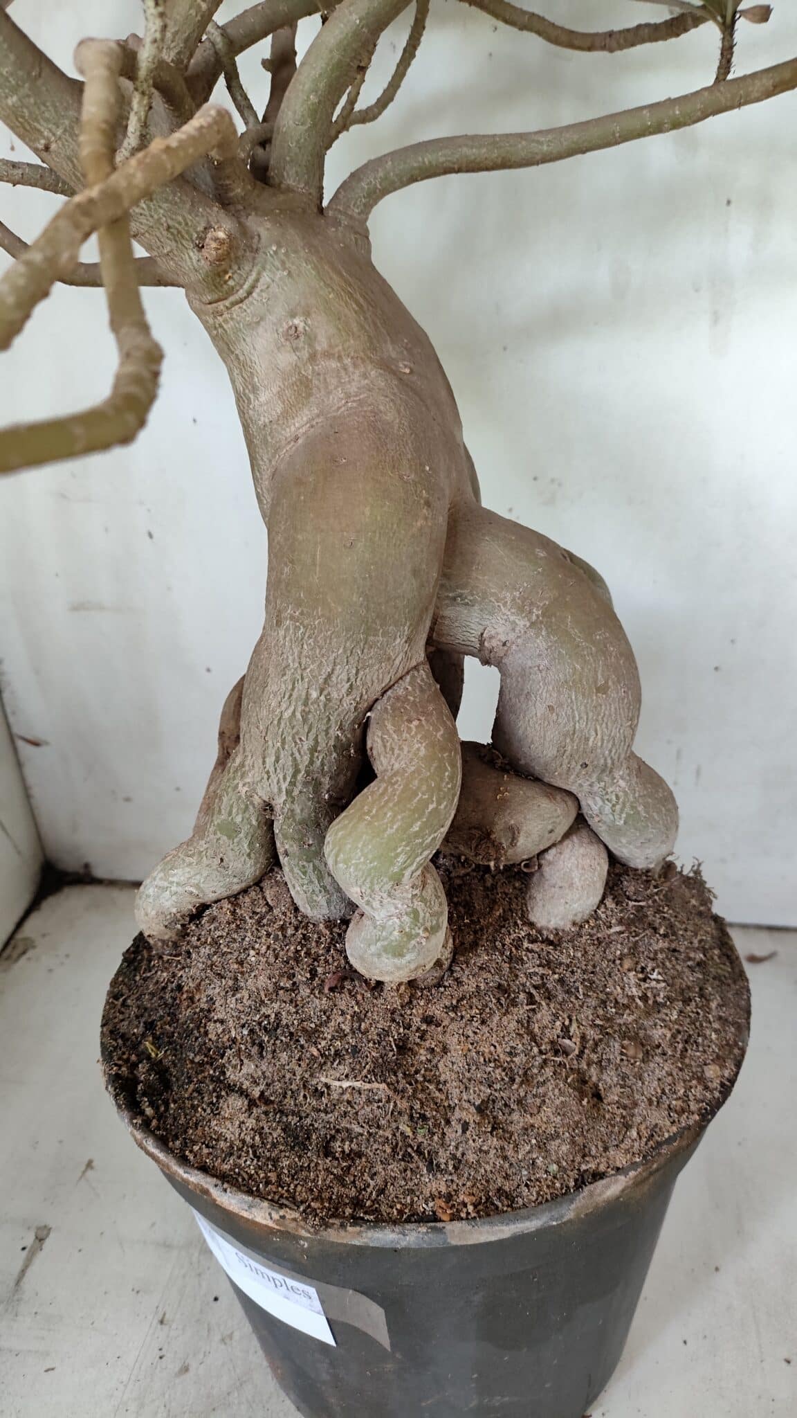 Planta Simples 2853  – 65cm – 06 anos