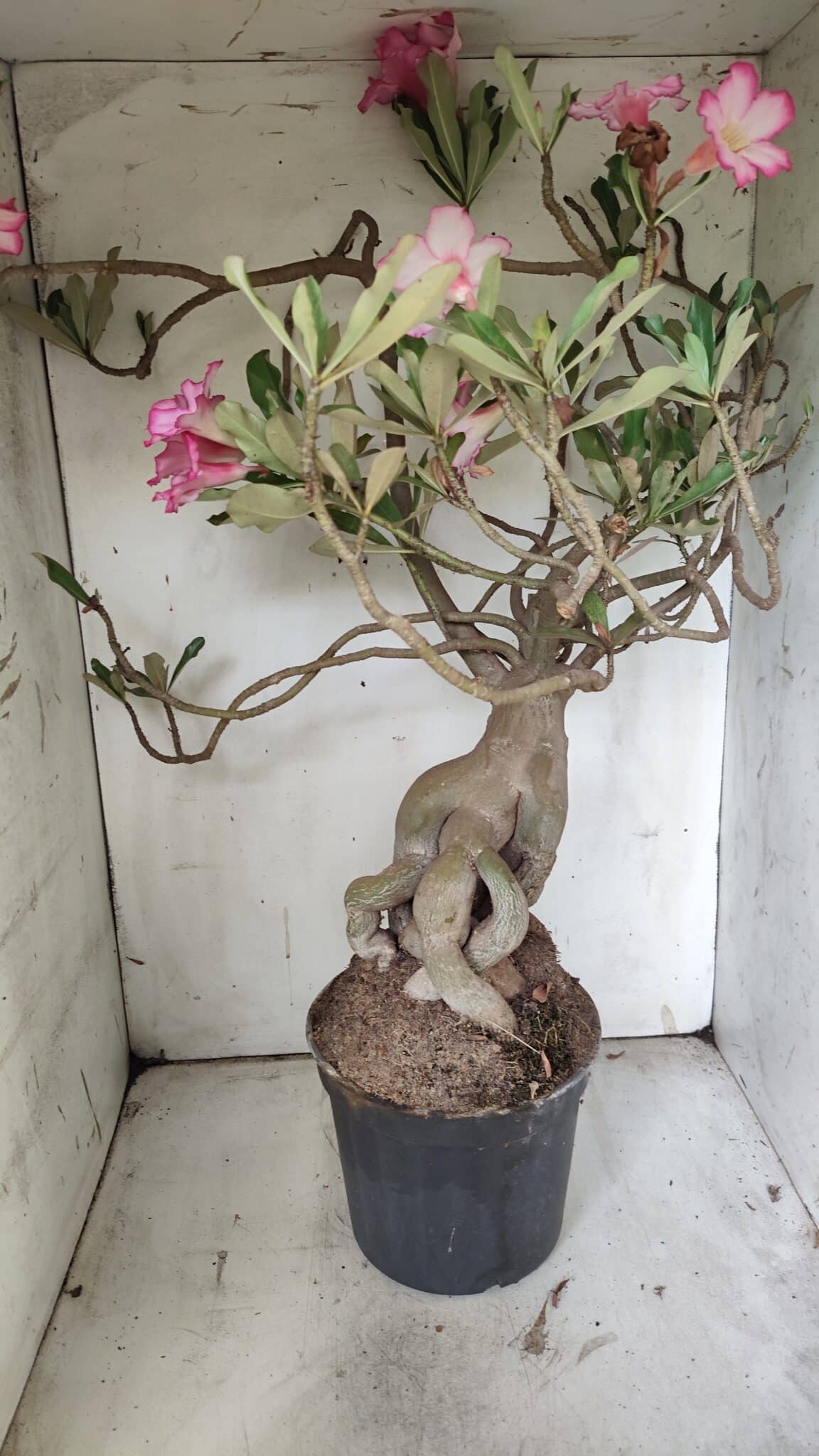 Planta Simples 2853  – 65cm – 06 anos