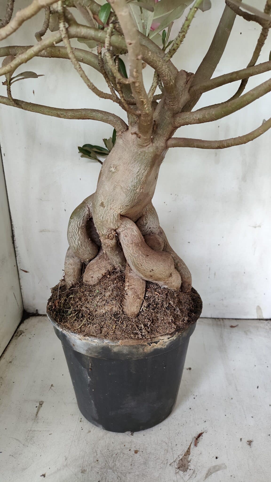 Planta Simples 2853  – 65cm – 06 anos