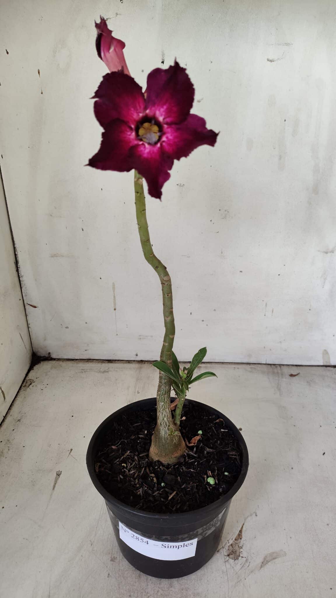 Planta Simples 2854  – 30cm – 02 anos