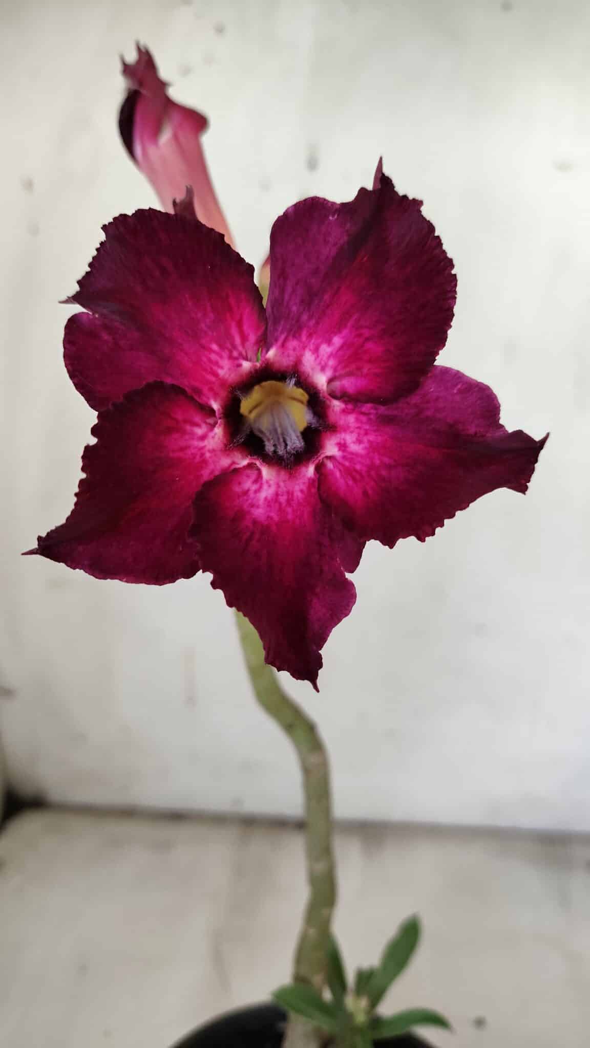 Planta Simples 2854  – 30cm – 02 anos