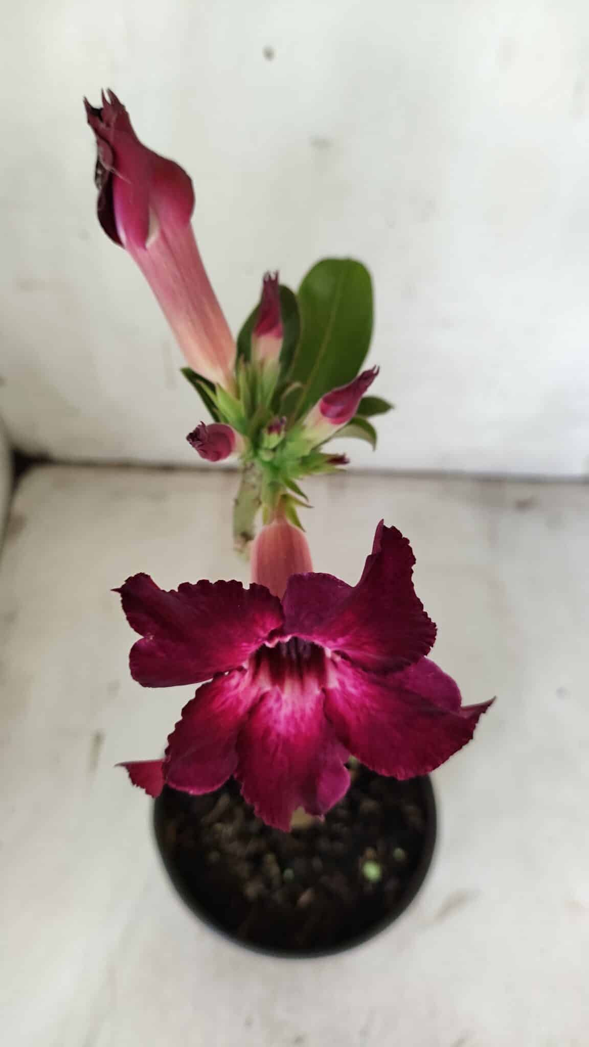 Planta Simples 2854  – 30cm – 02 anos