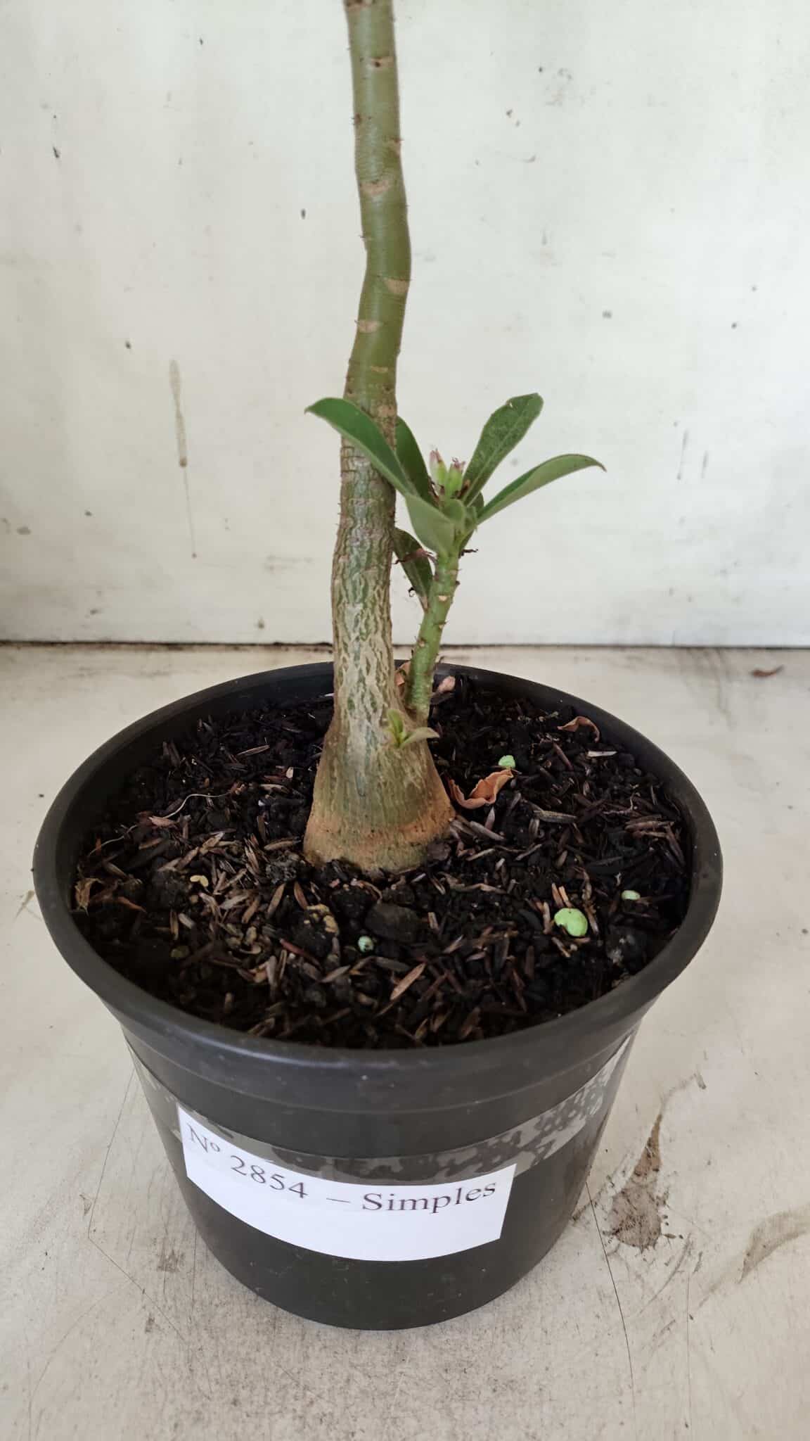 Planta Simples 2854  – 30cm – 02 anos