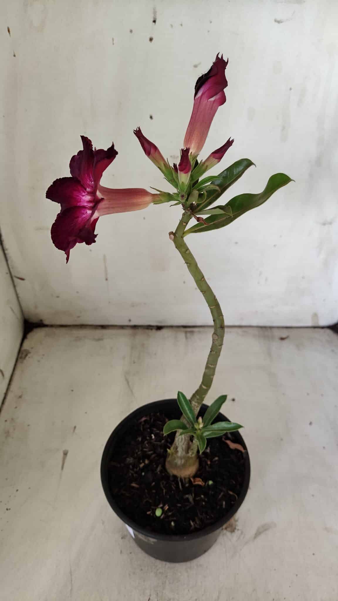 Planta Simples 2854  – 30cm – 02 anos
