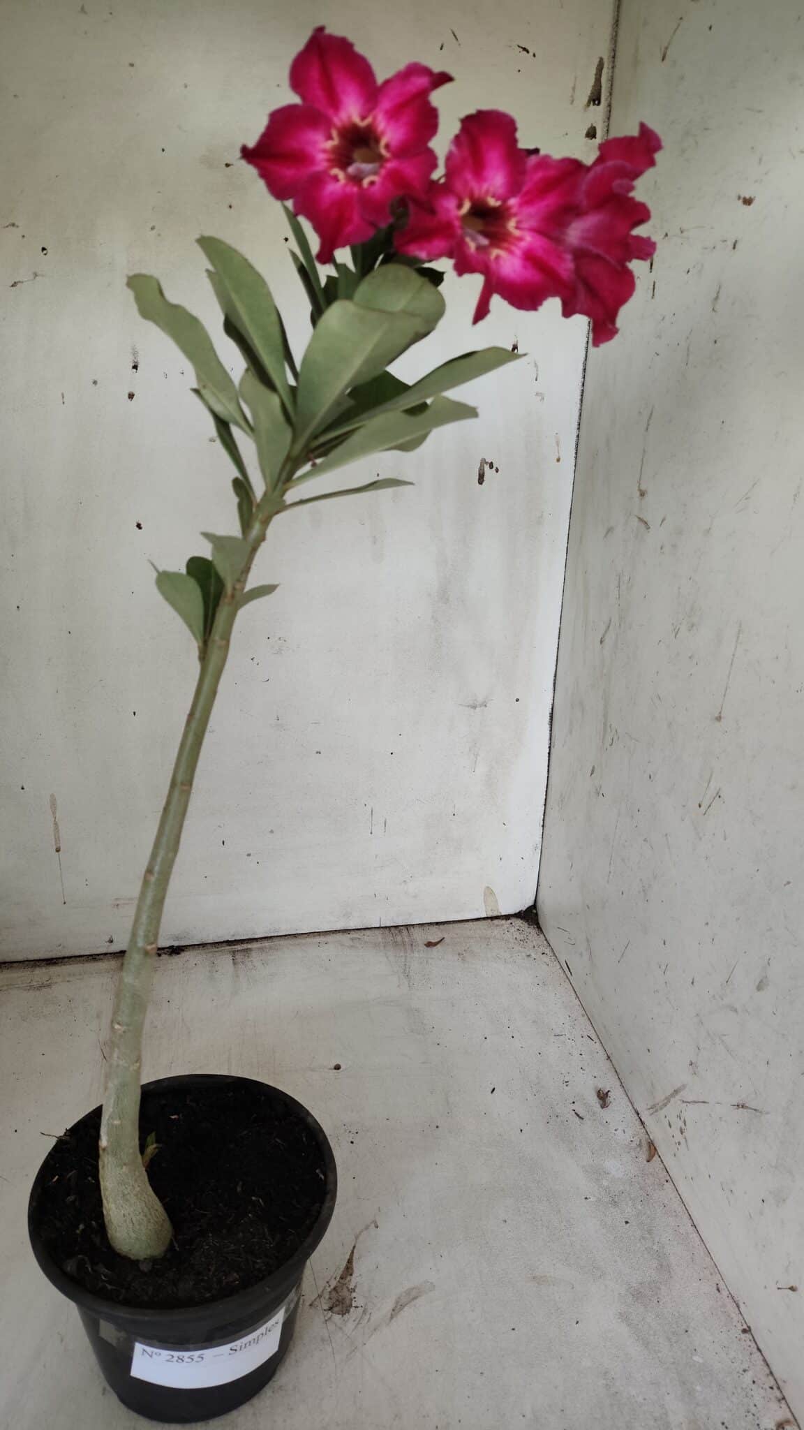 Planta Simples 2855  – 30cm – 02 anos