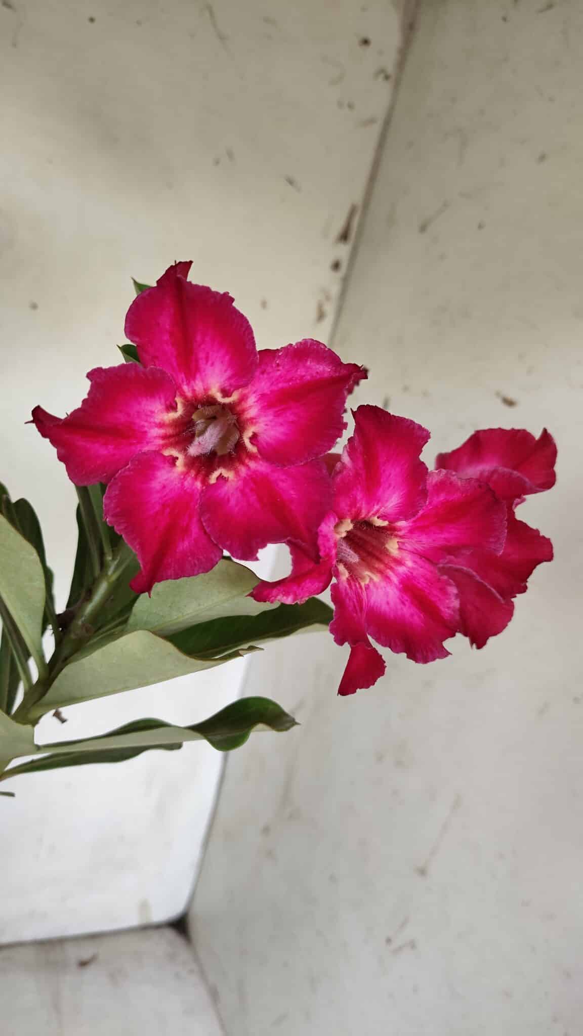 Planta Simples 2855  – 30cm – 02 anos