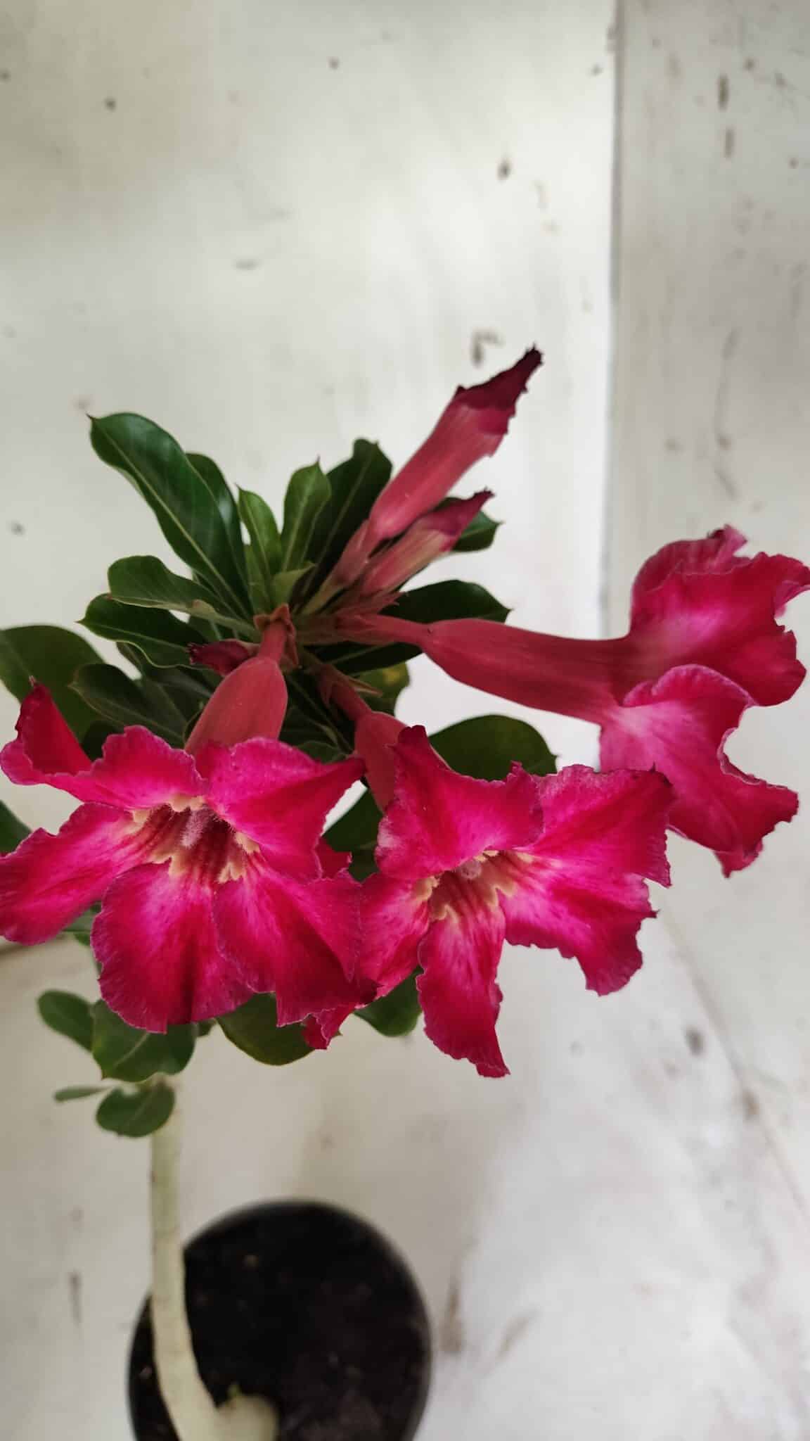 Planta Simples 2855  – 30cm – 02 anos