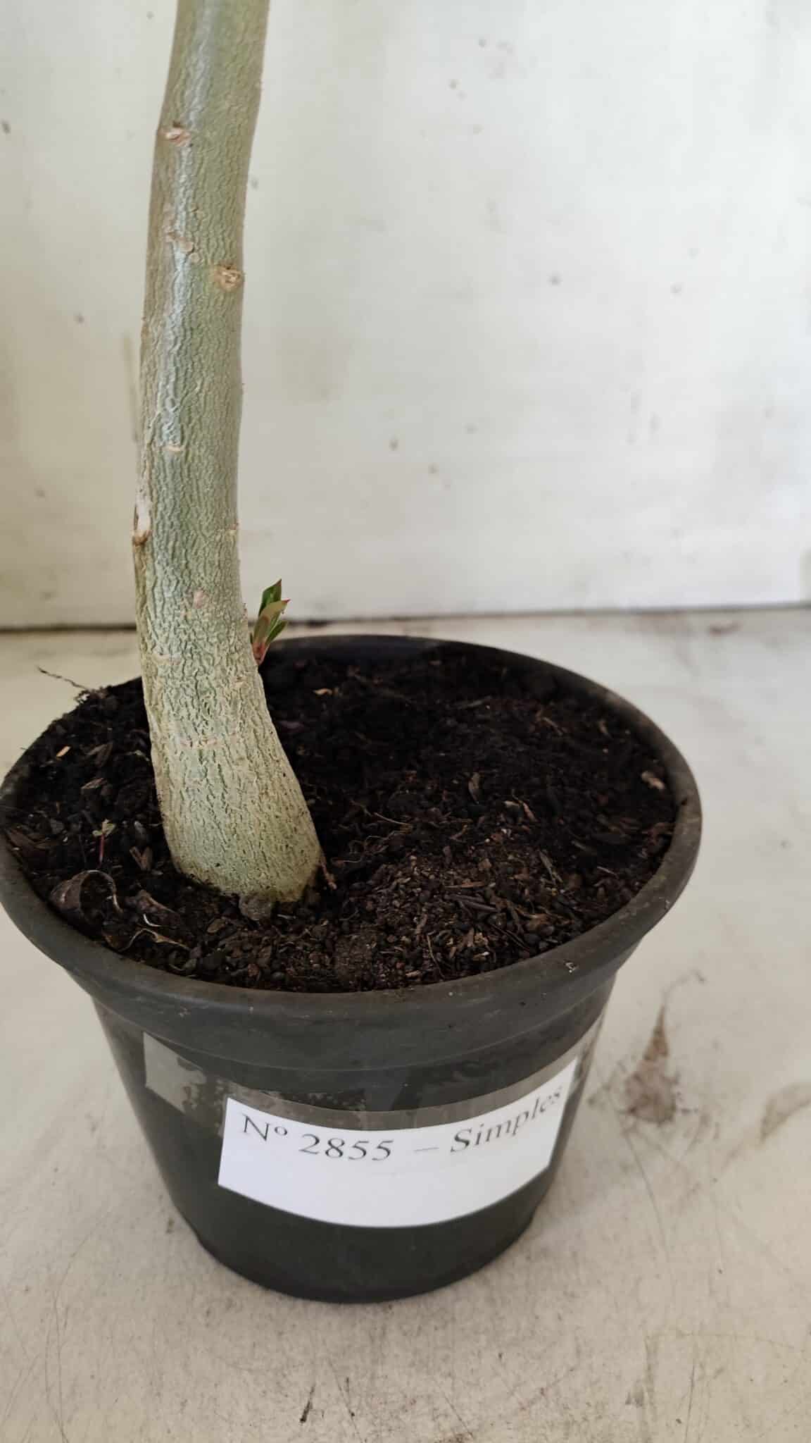 Planta Simples 2855  – 30cm – 02 anos