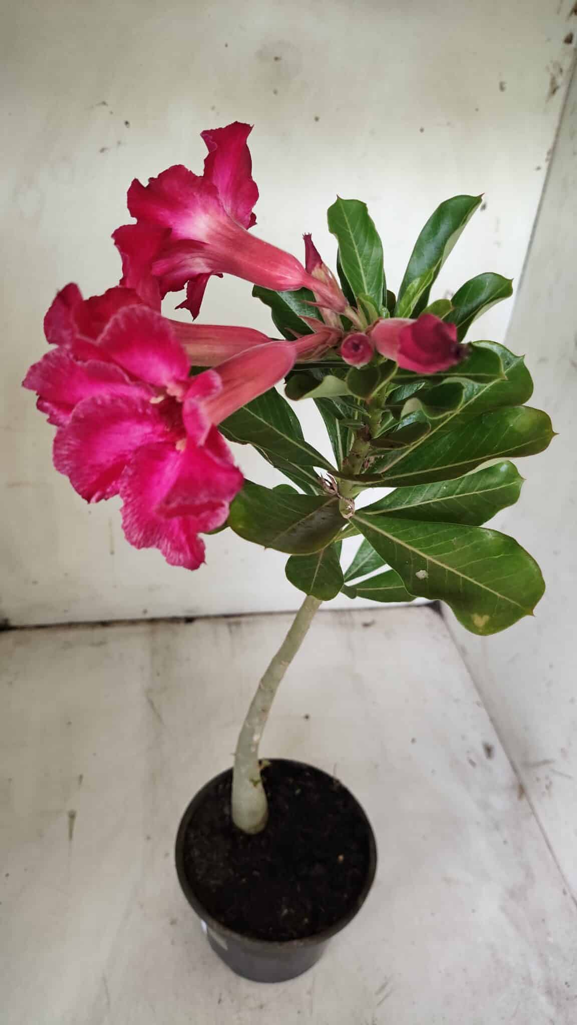 Planta Simples 2855  – 30cm – 02 anos