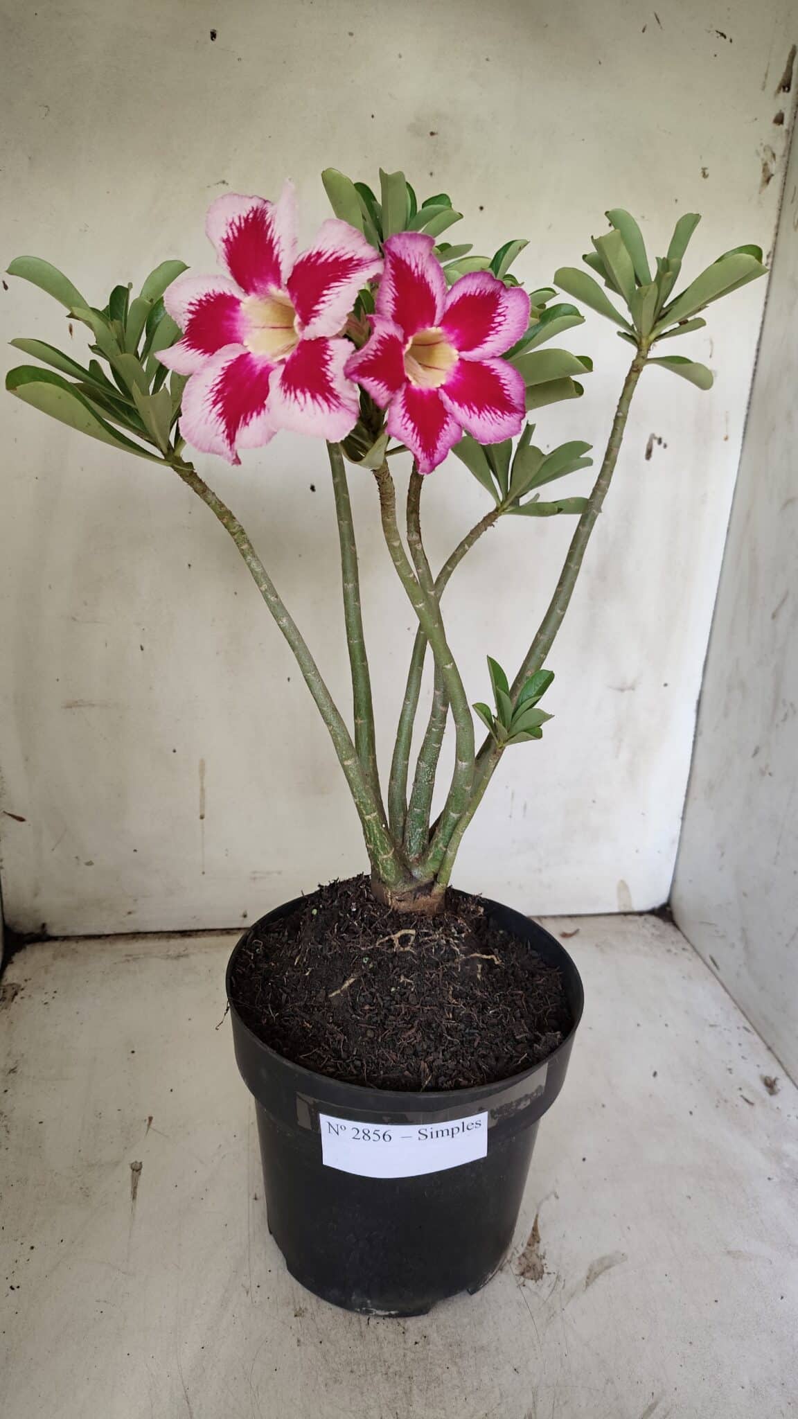 Planta Simples 2856  – 35cm – 03 anos