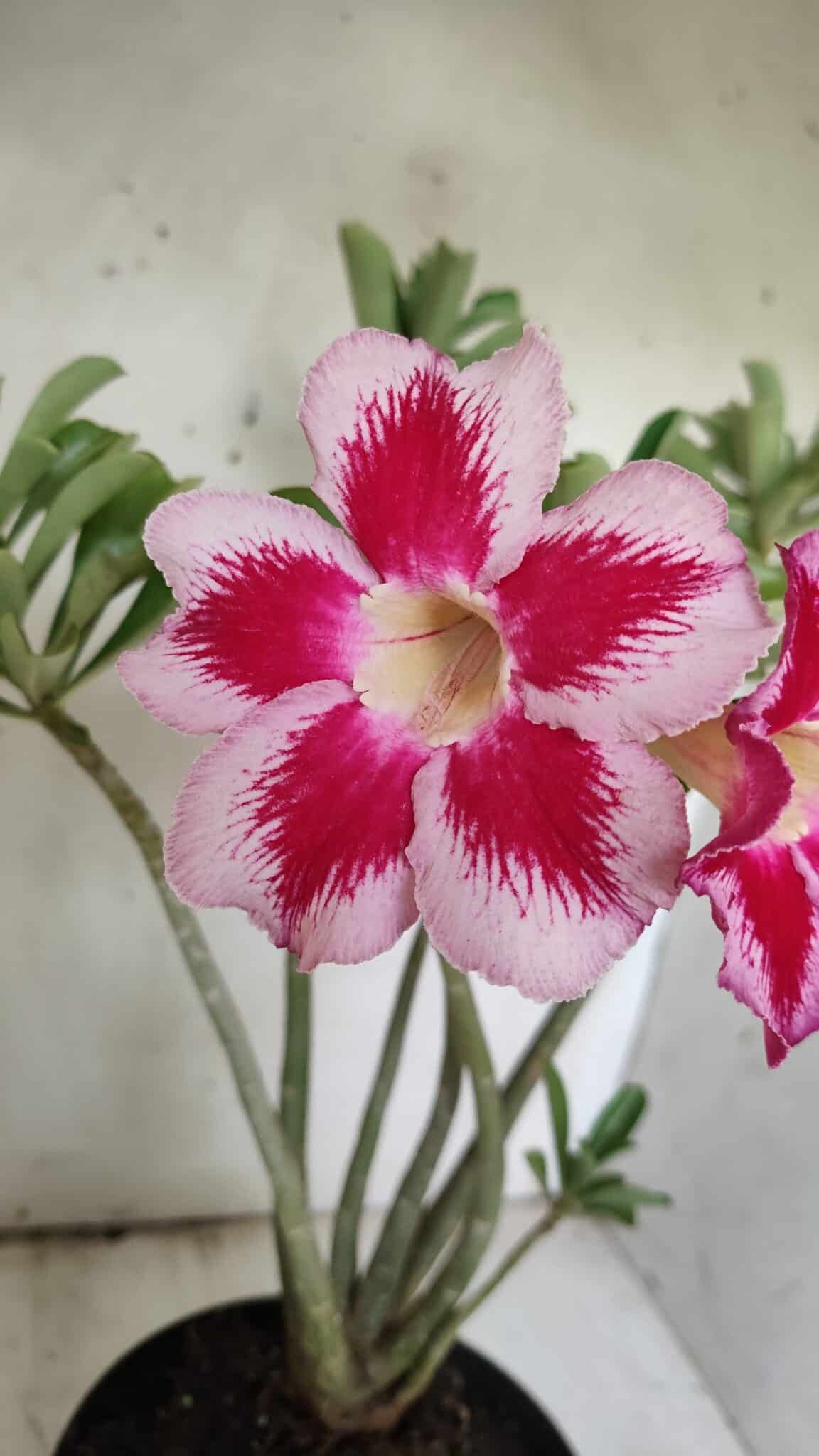 Planta Simples 2856  – 35cm – 03 anos