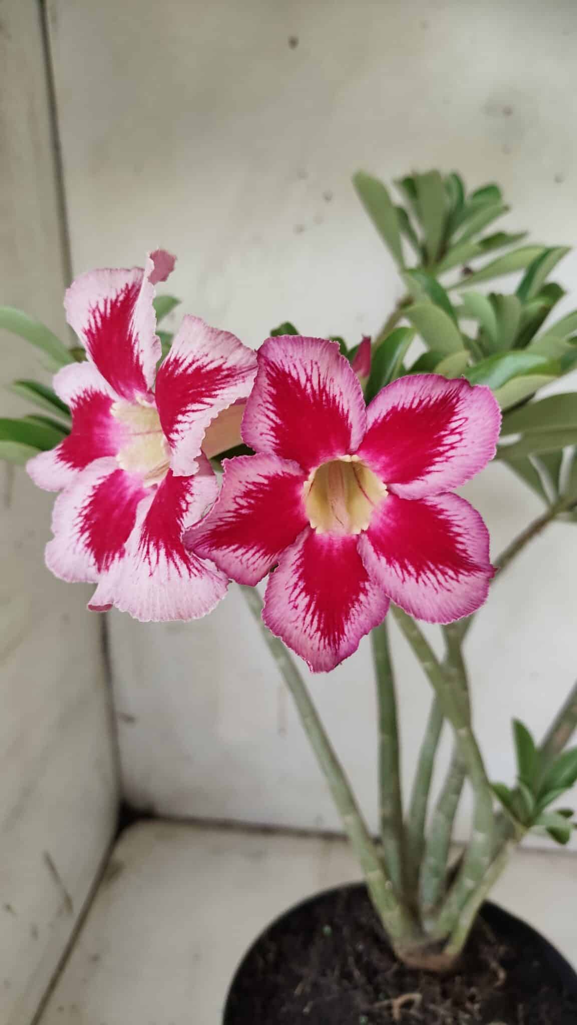 Planta Simples 2856  – 35cm – 03 anos