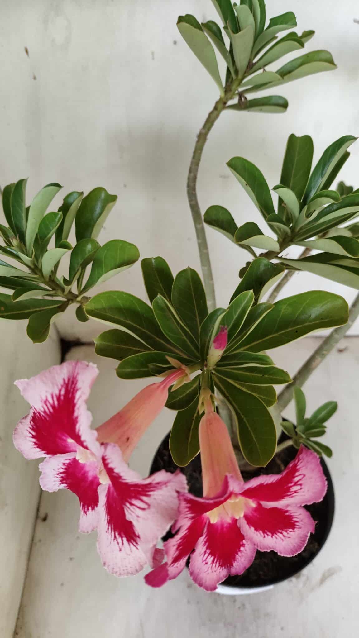 Planta Simples 2856  – 35cm – 03 anos