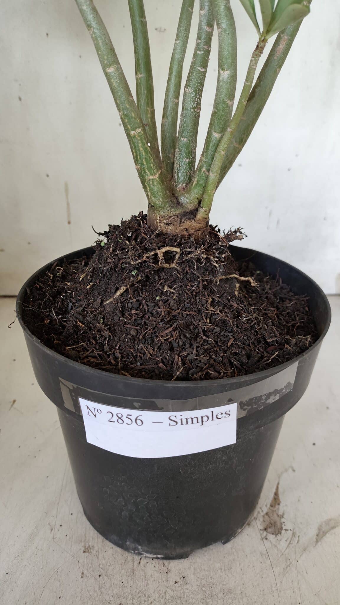 Planta Simples 2856  – 35cm – 03 anos