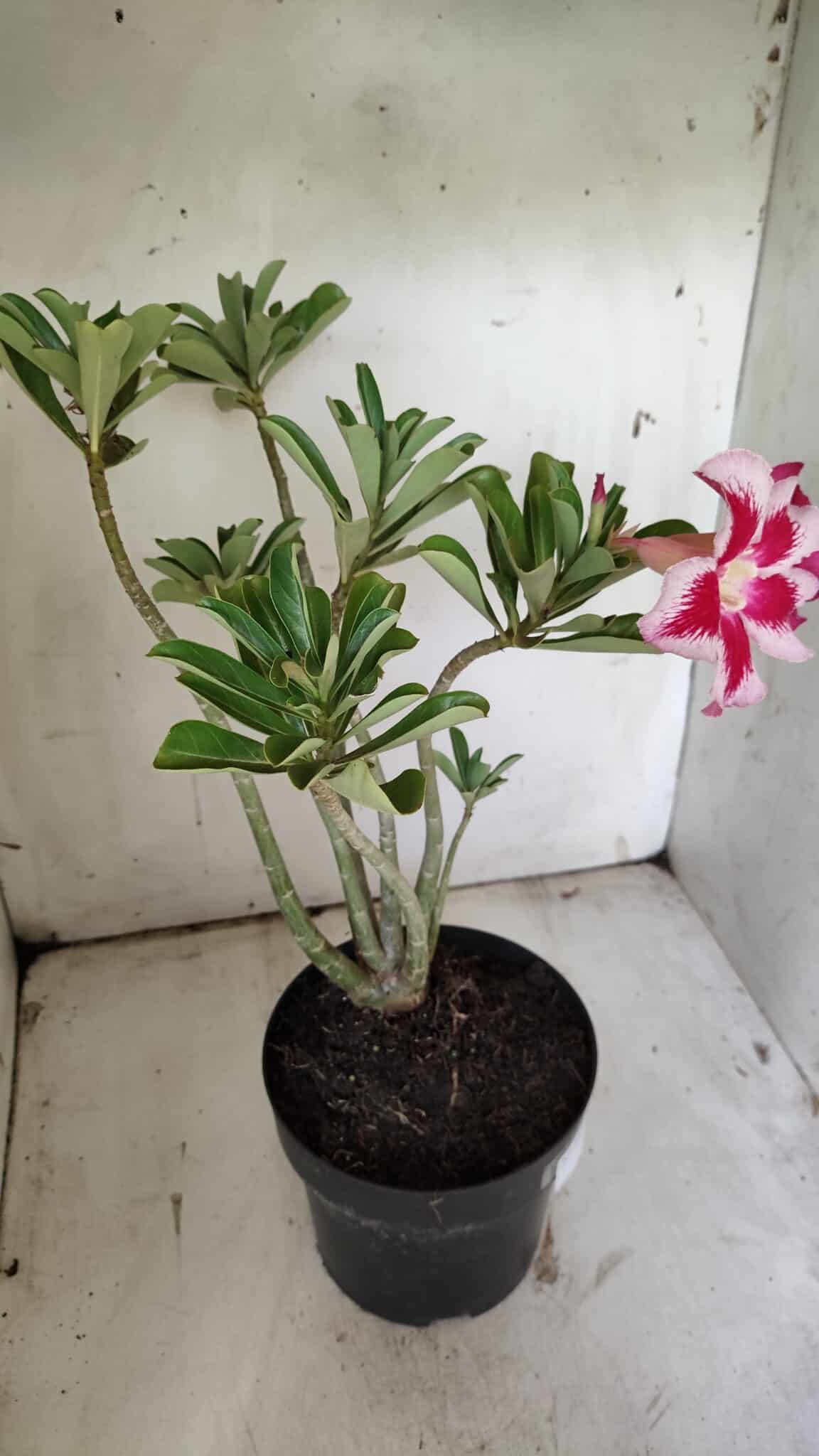 Planta Simples 2856  – 35cm – 03 anos