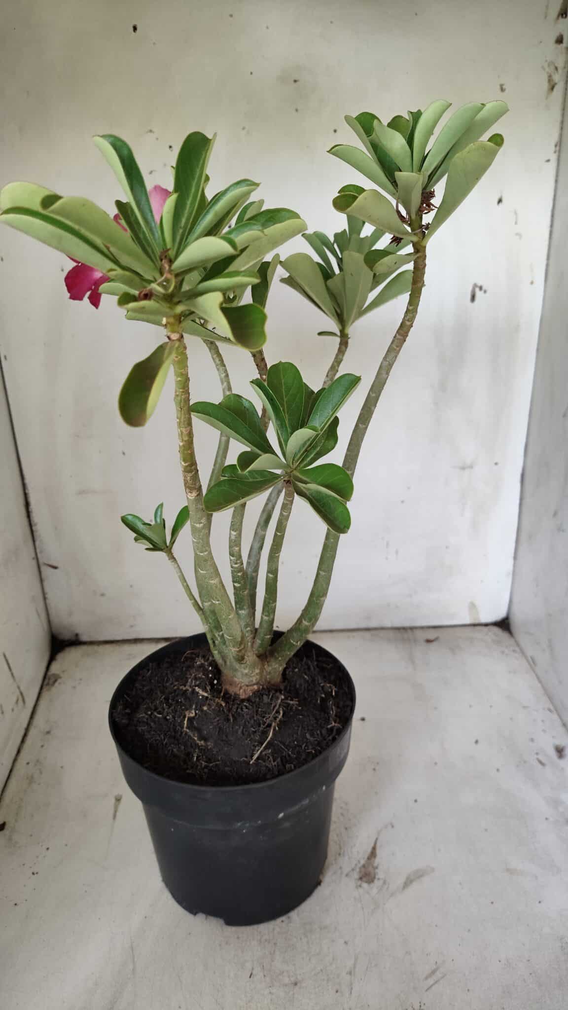 Planta Simples 2856  – 35cm – 03 anos