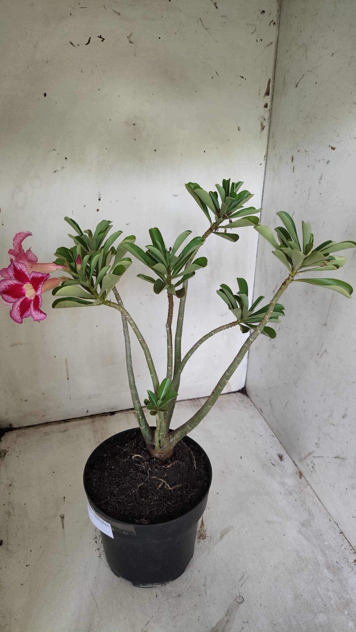 Planta Simples 2856  – 35cm – 03 anos