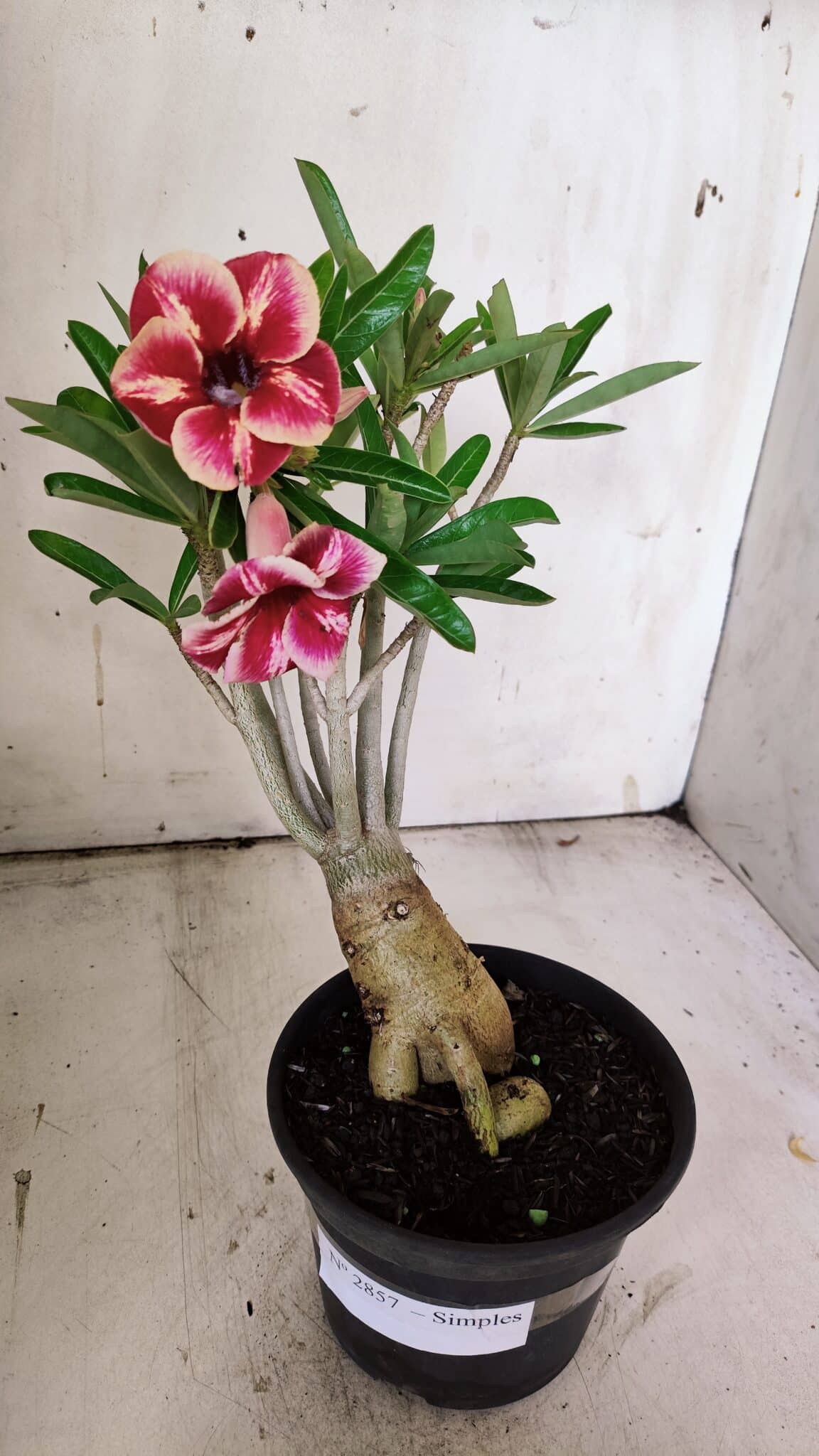 Planta Simples 2857  – 30cm – 03 anos