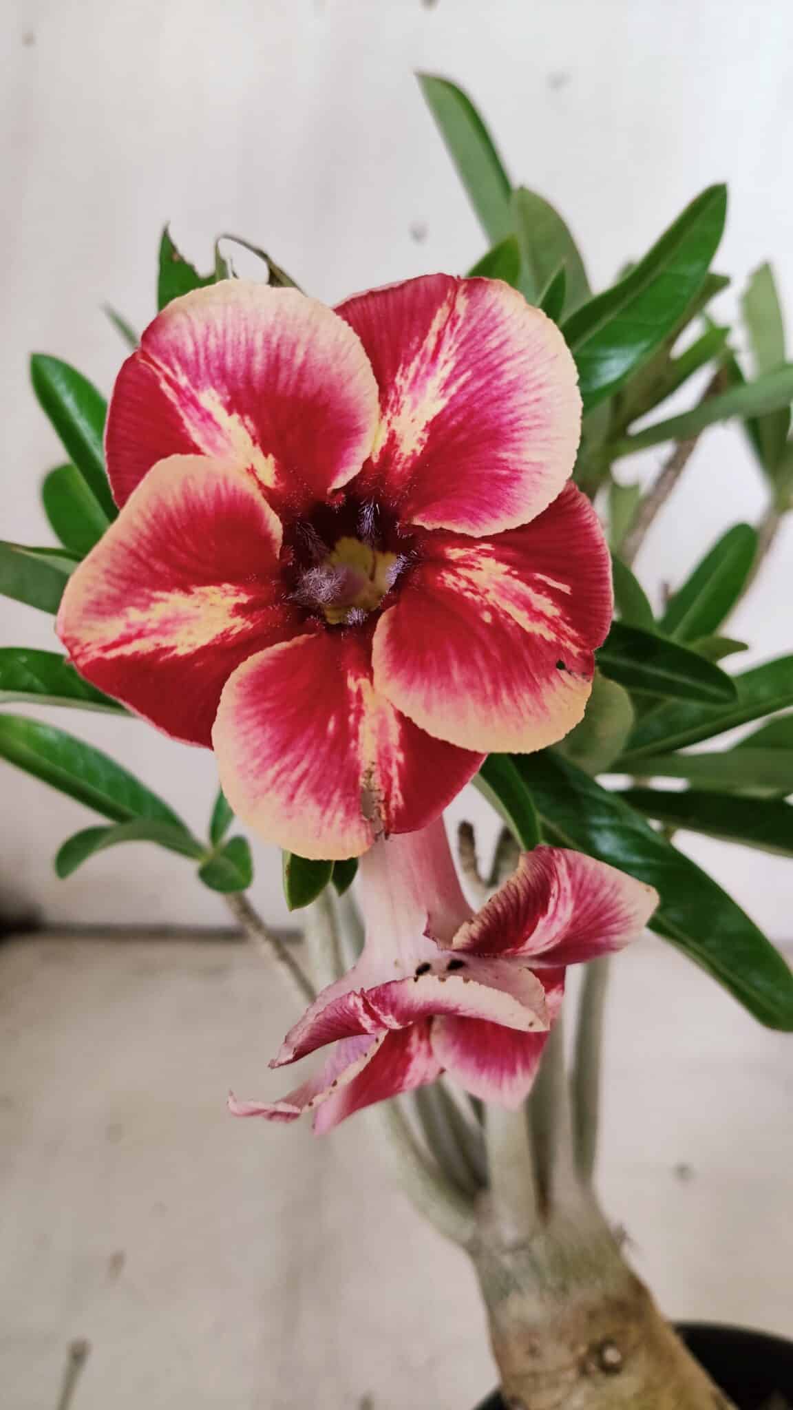 Planta Simples 2857  – 30cm – 03 anos