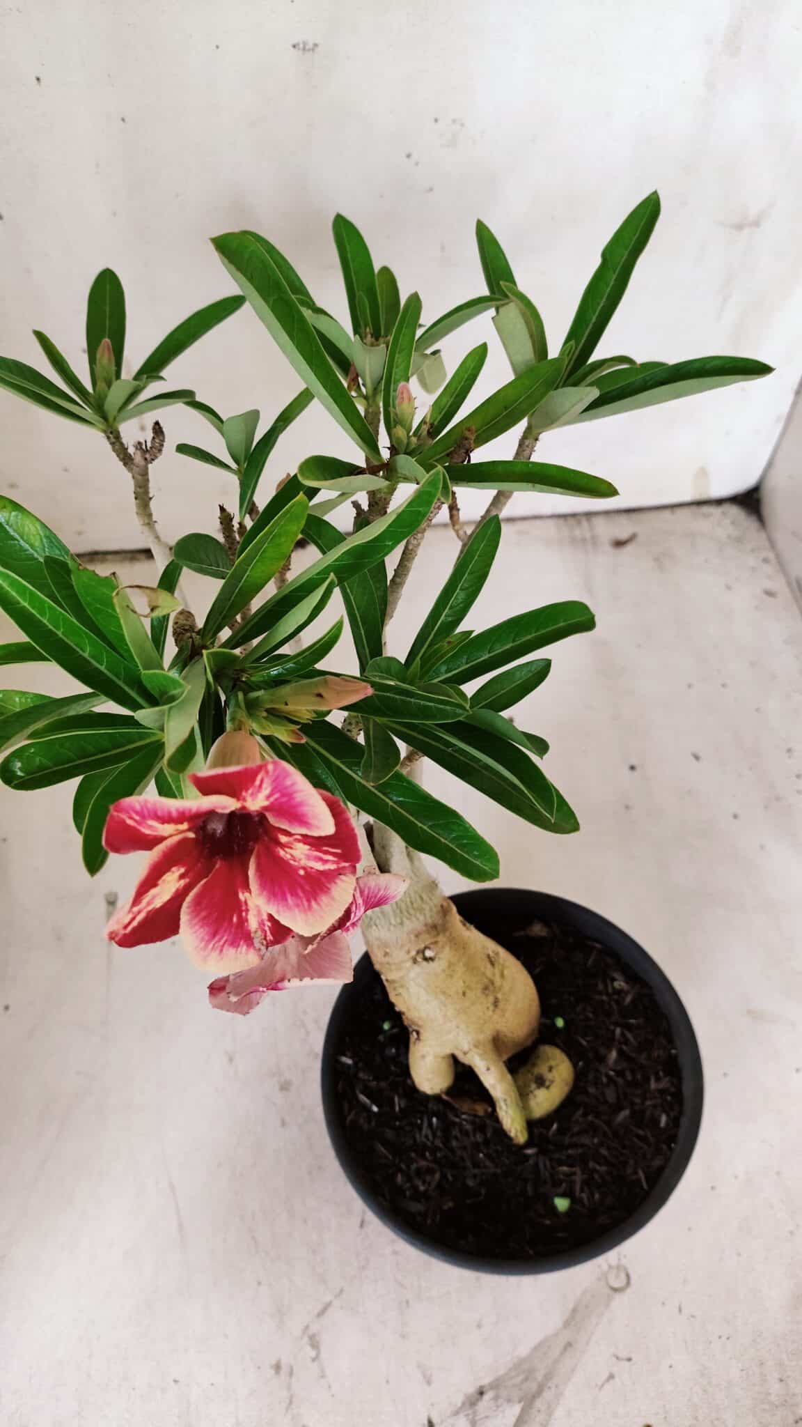 Planta Simples 2857  – 30cm – 03 anos