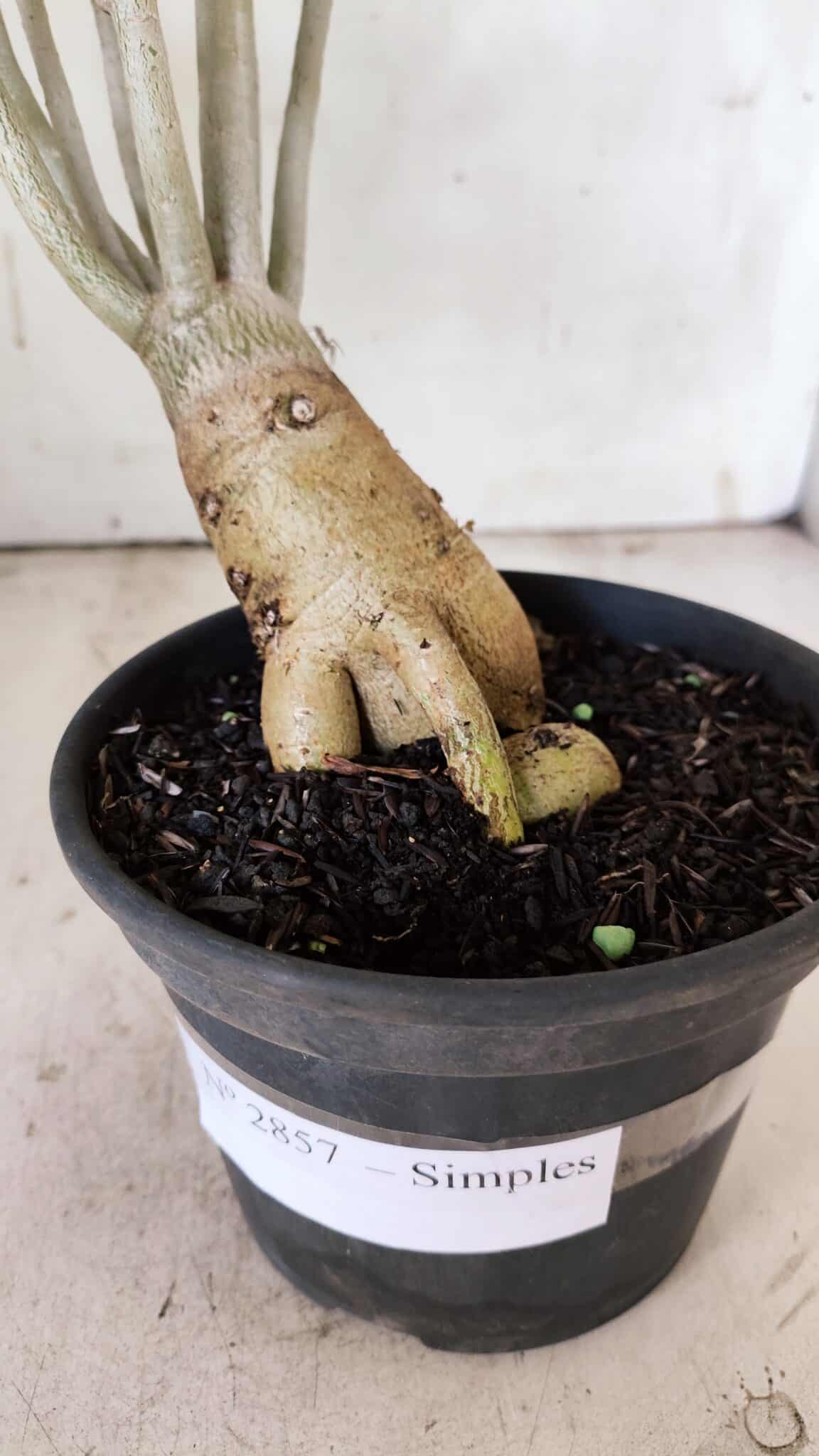 Planta Simples 2857  – 30cm – 03 anos