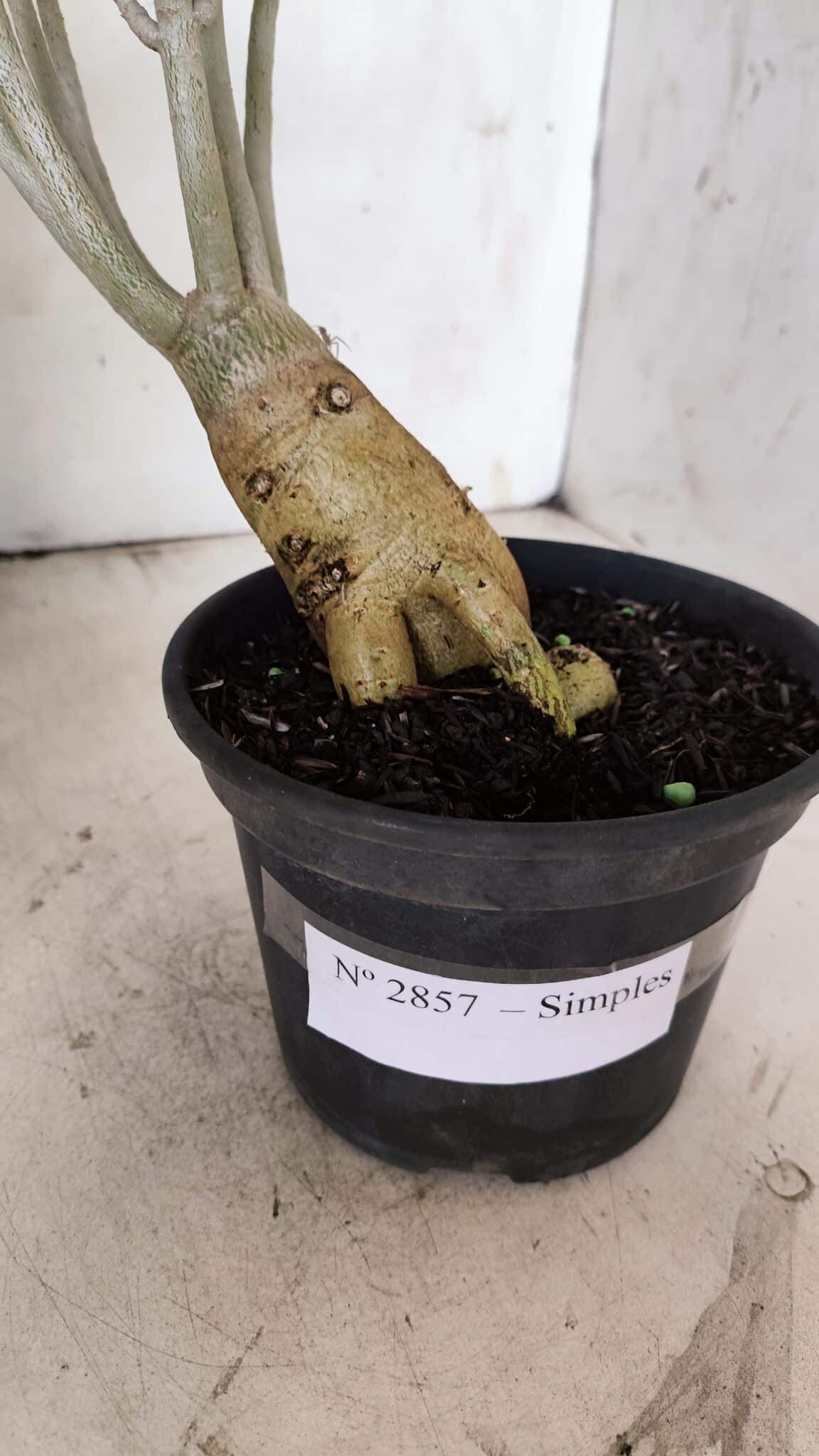 Planta Simples 2857  – 30cm – 03 anos