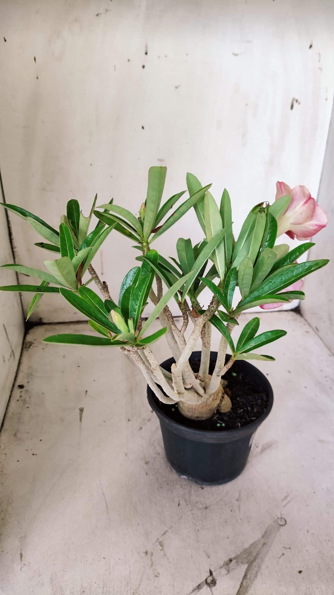 Planta Simples 2857  – 30cm – 03 anos