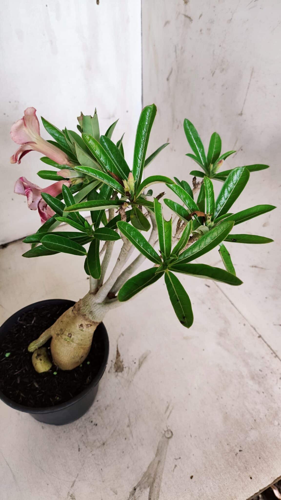 Planta Simples 2857  – 30cm – 03 anos
